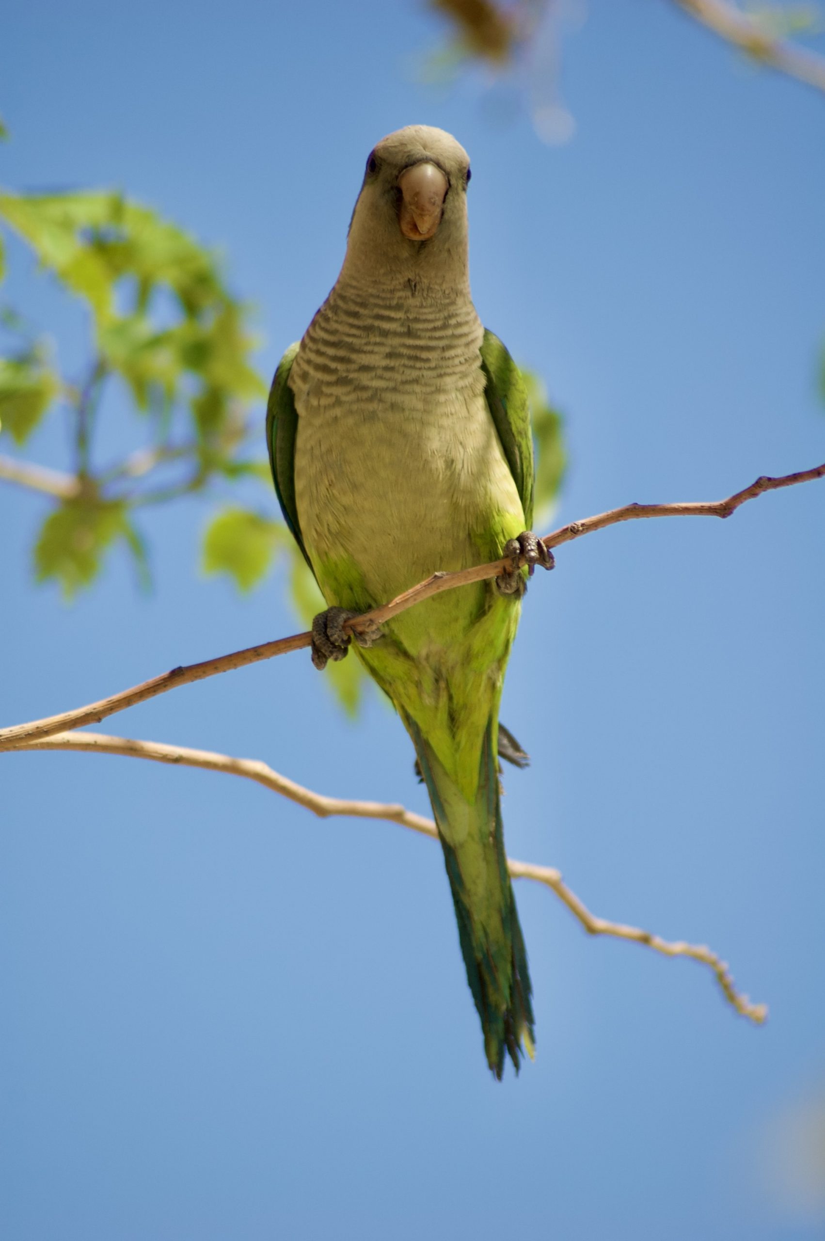 Monk Parakeet