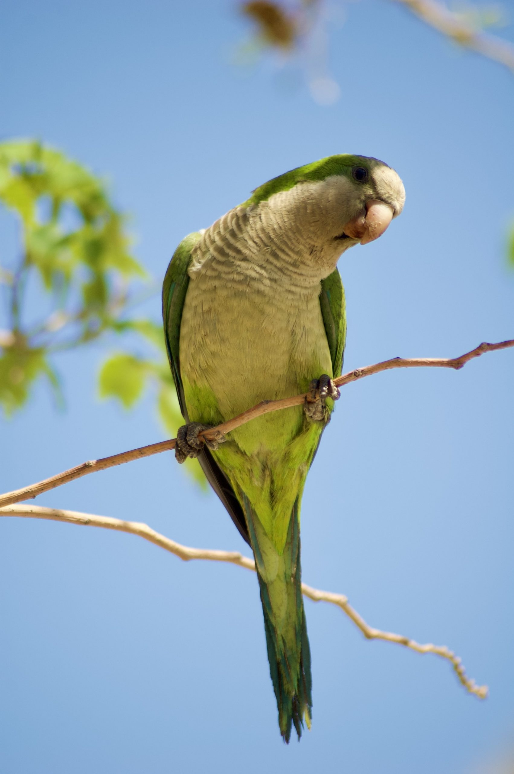 Monk Parakeet