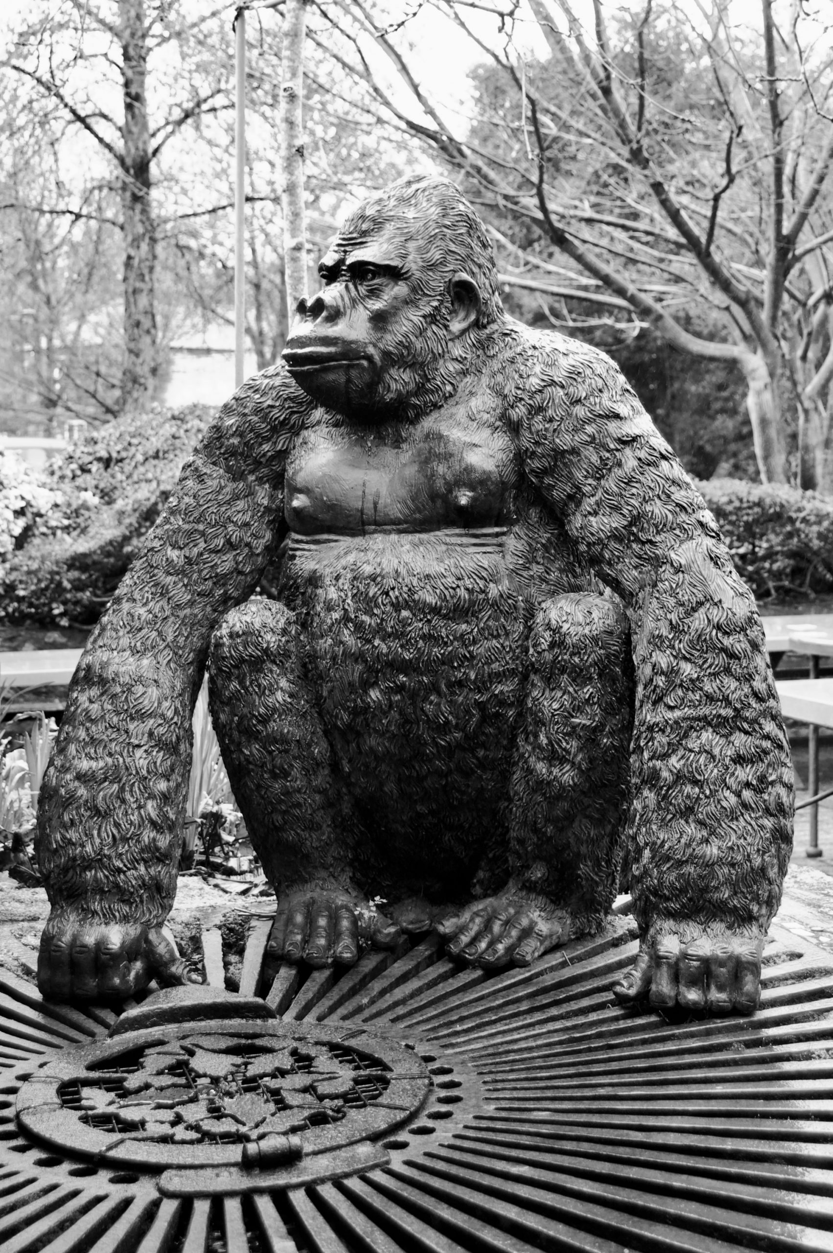 Betws-y-Coed Gorilla