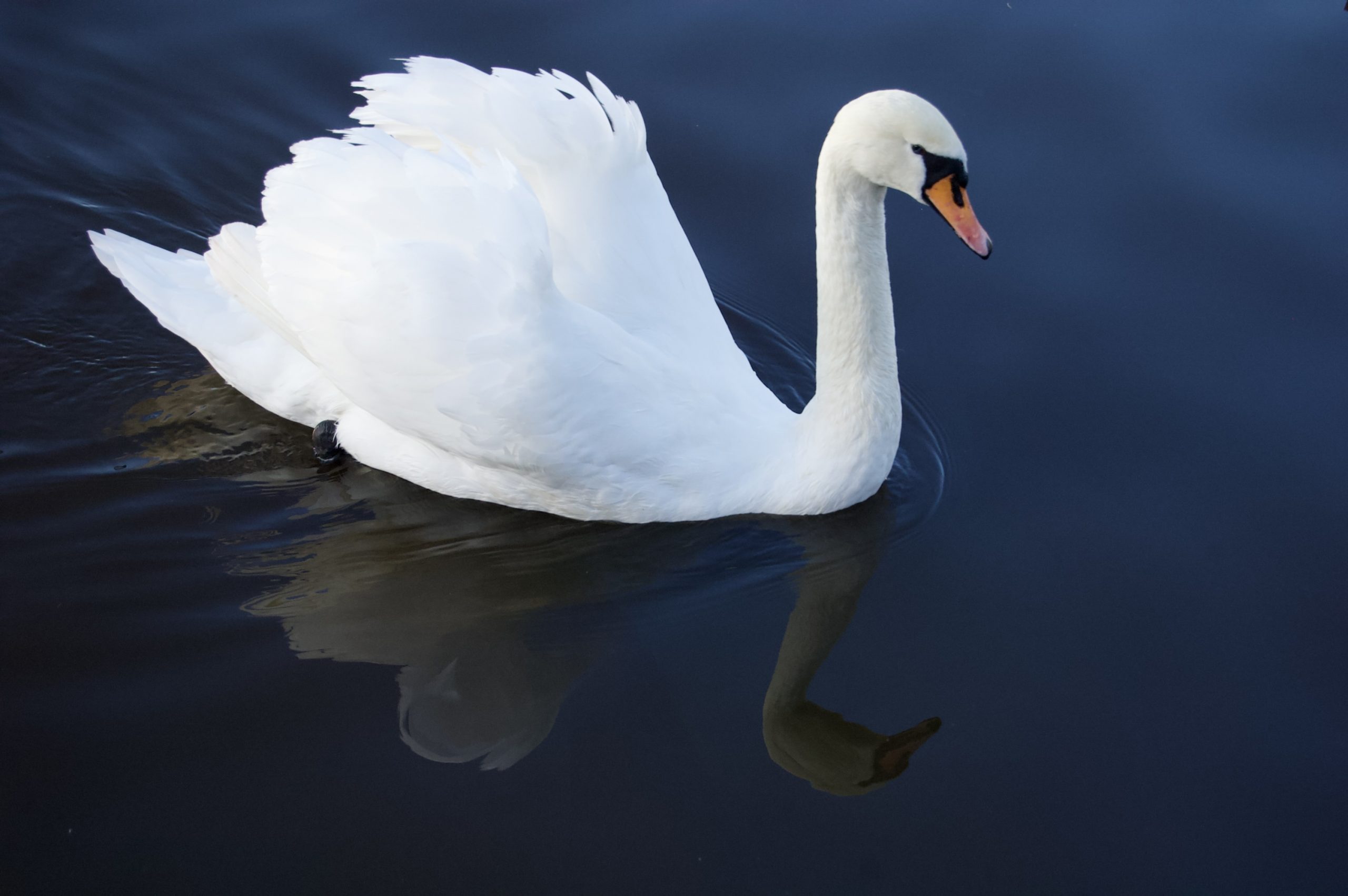 Canal Swan