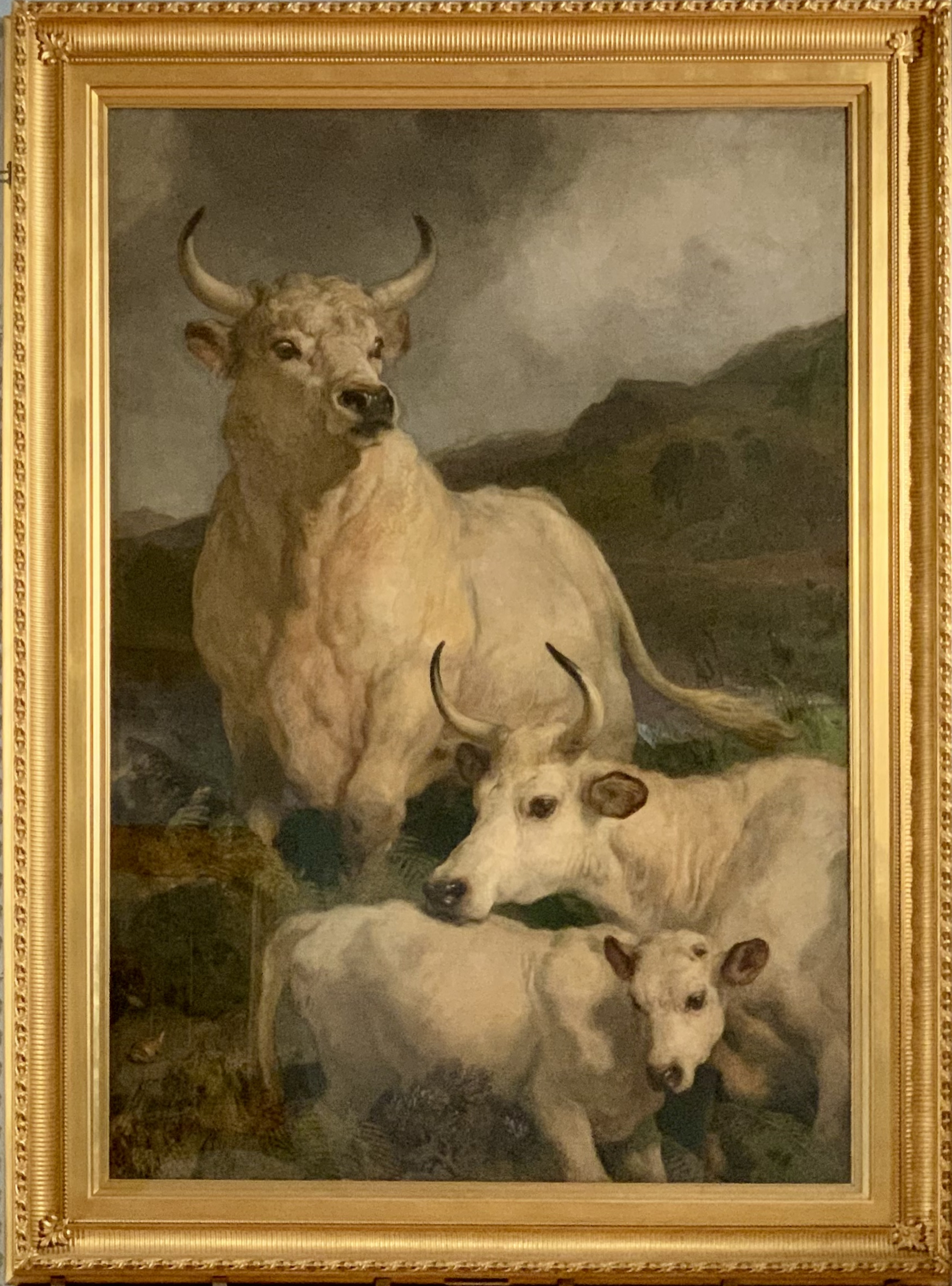 Wild Cattle of Chillingham, Northumberland