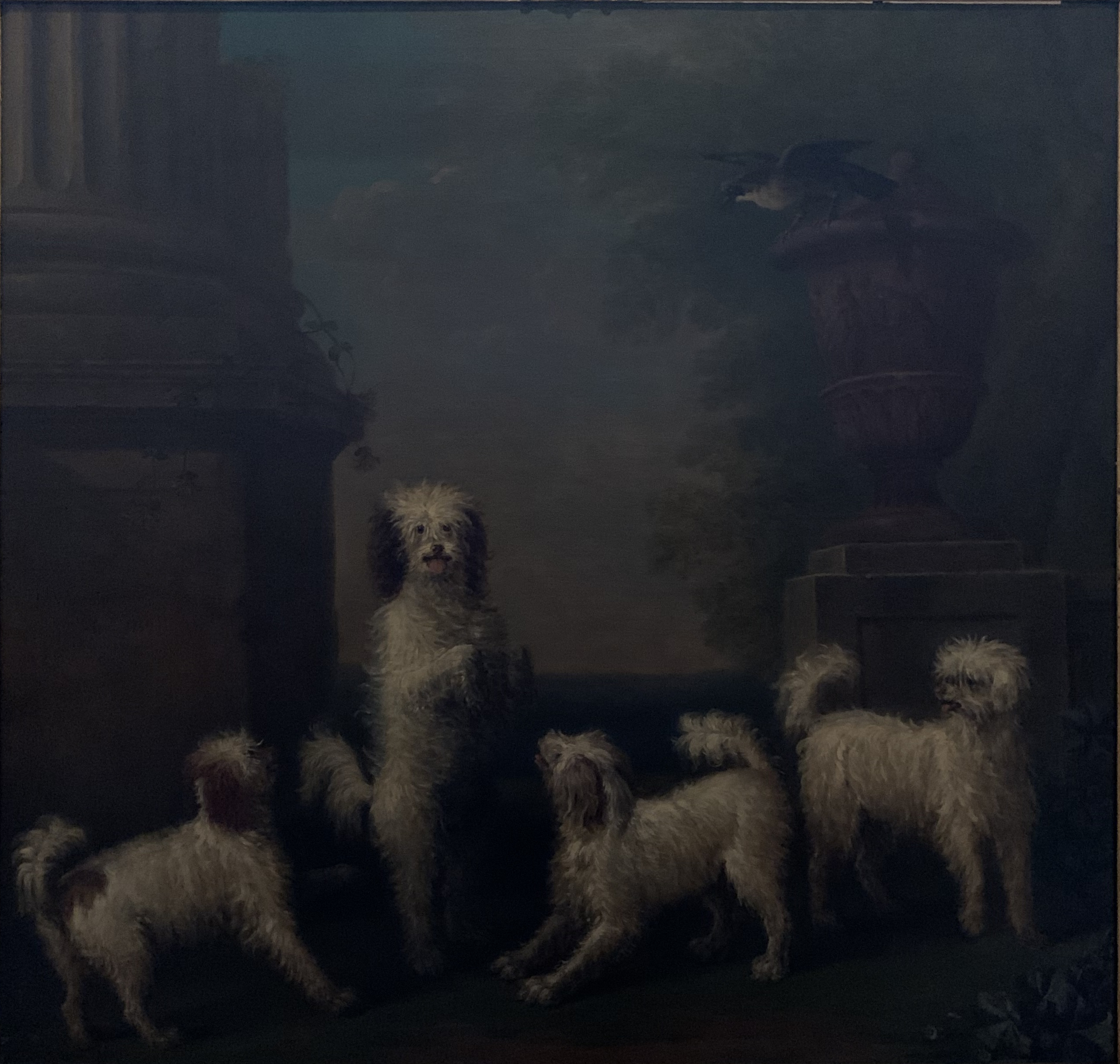 Dancing Dogs: ‘Lusette’, ‘Madore’, ‘Rosette’ and ‘Moucheby’