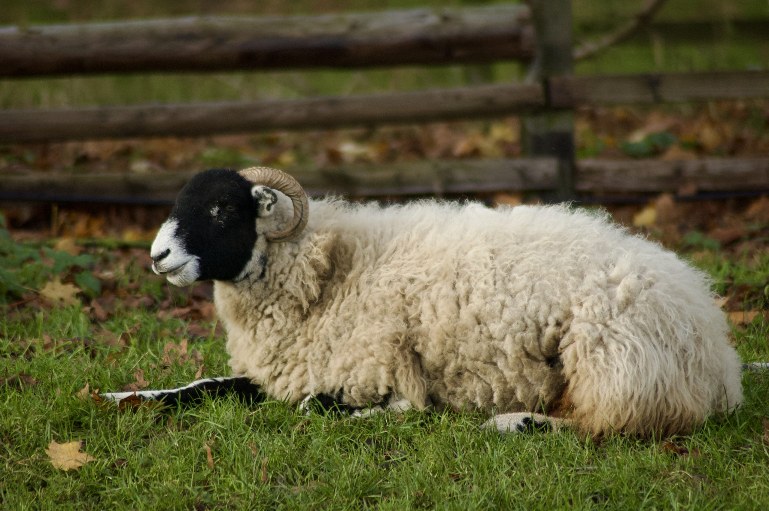 Swaledale Ram
