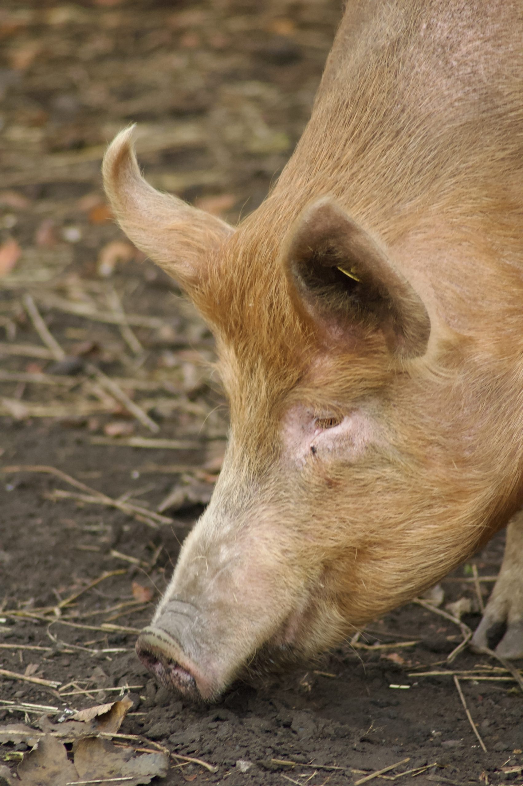 Tamworth Pig