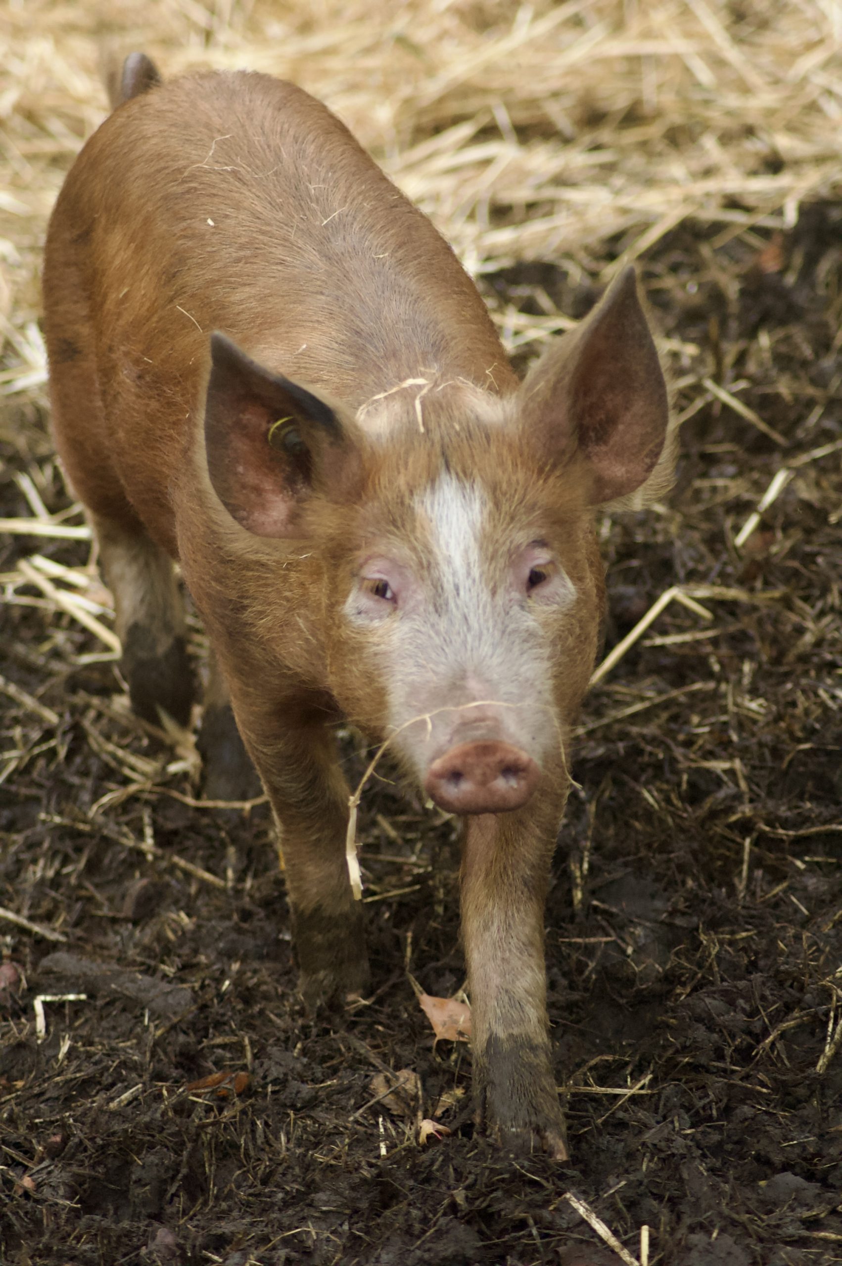 Tamworth Piglet