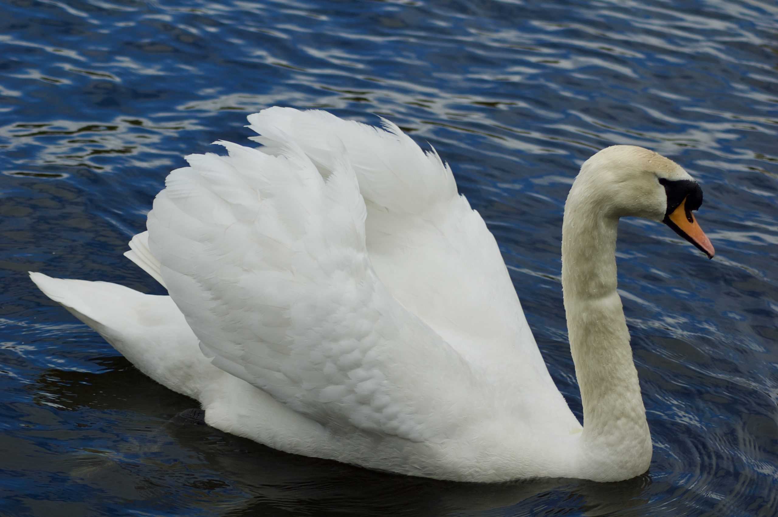 Bolam Swan