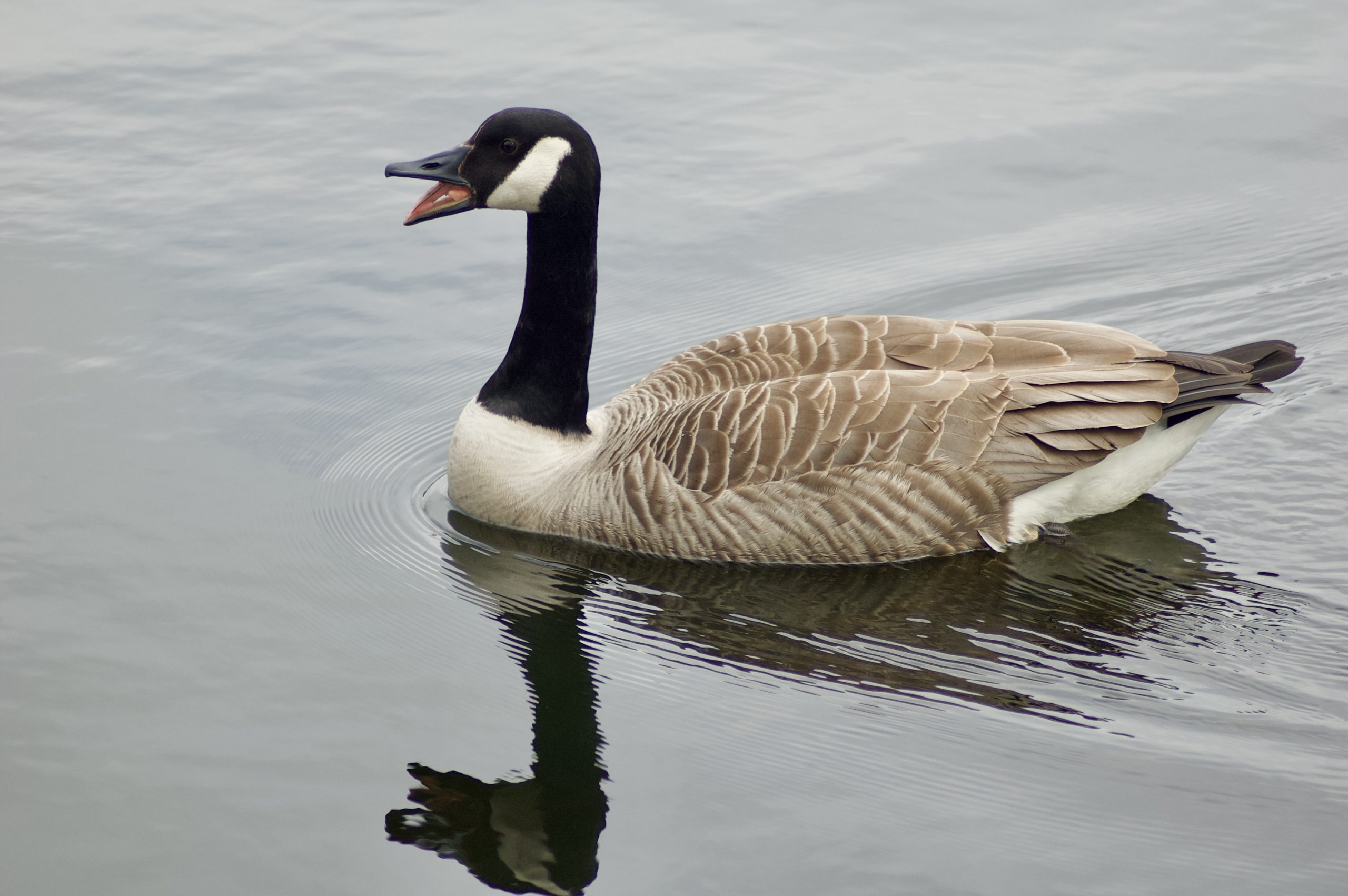 Bolam Goose