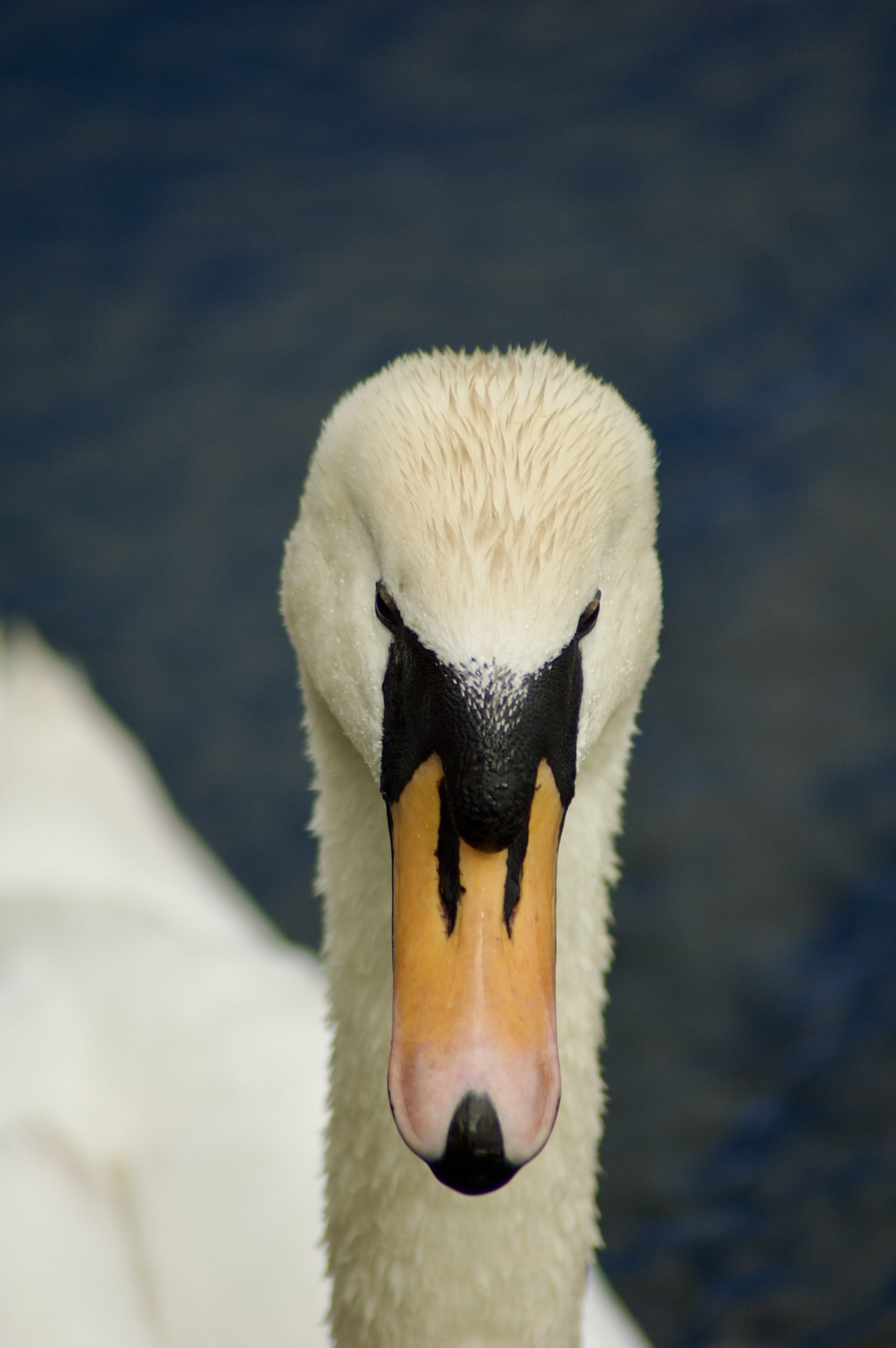 Bolam Swan