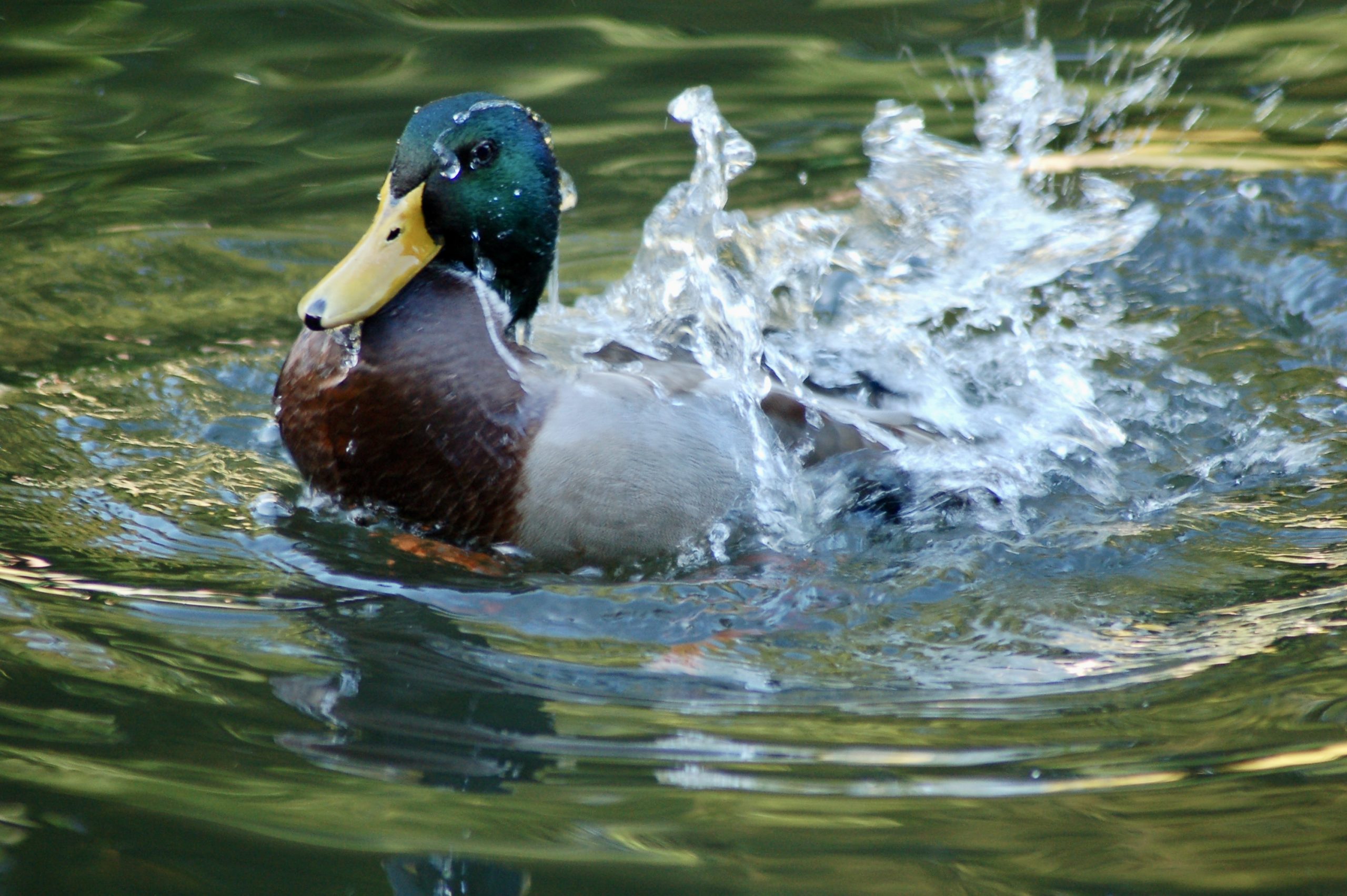Bathing Duck
