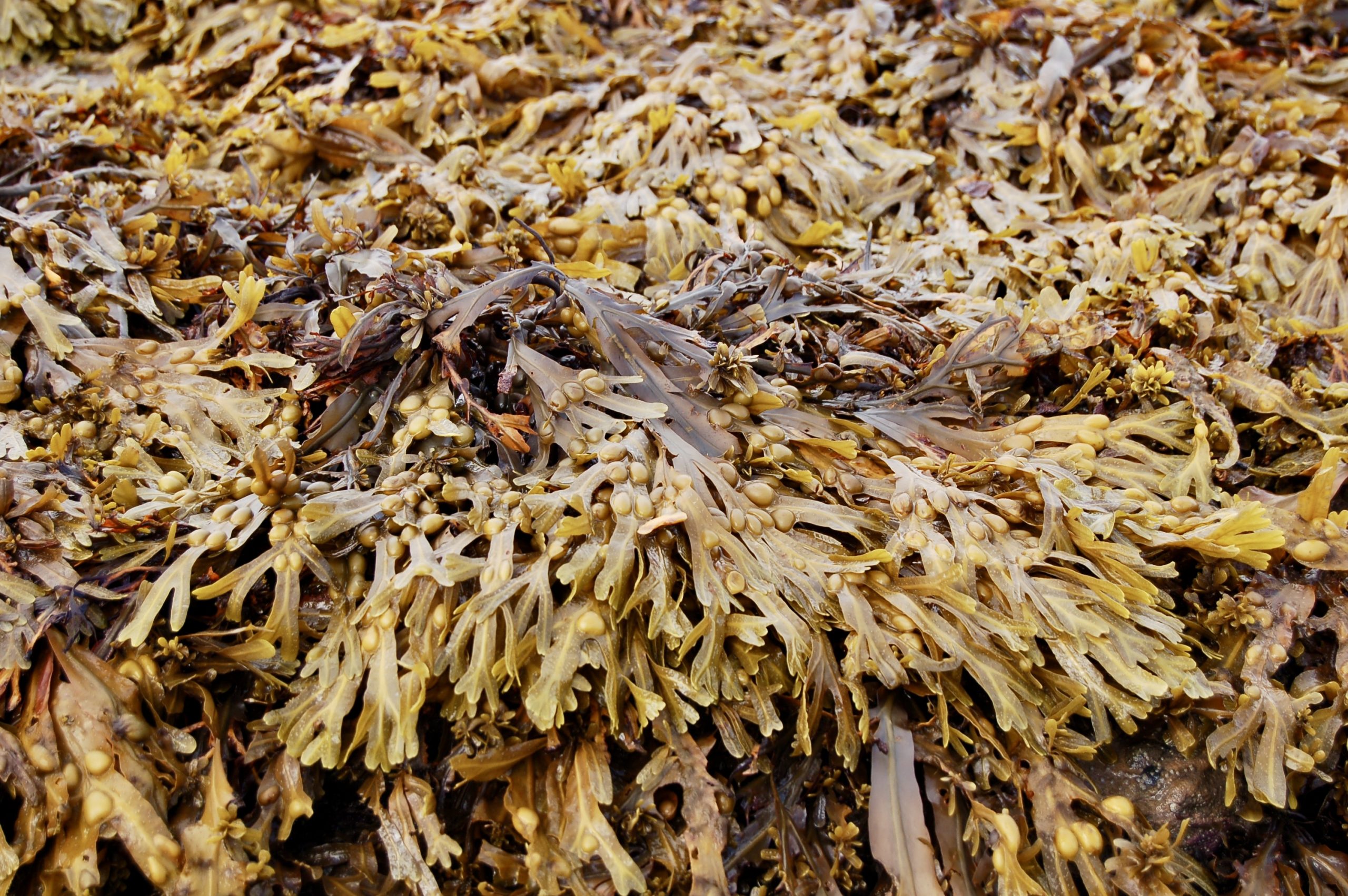 Bladderwrack