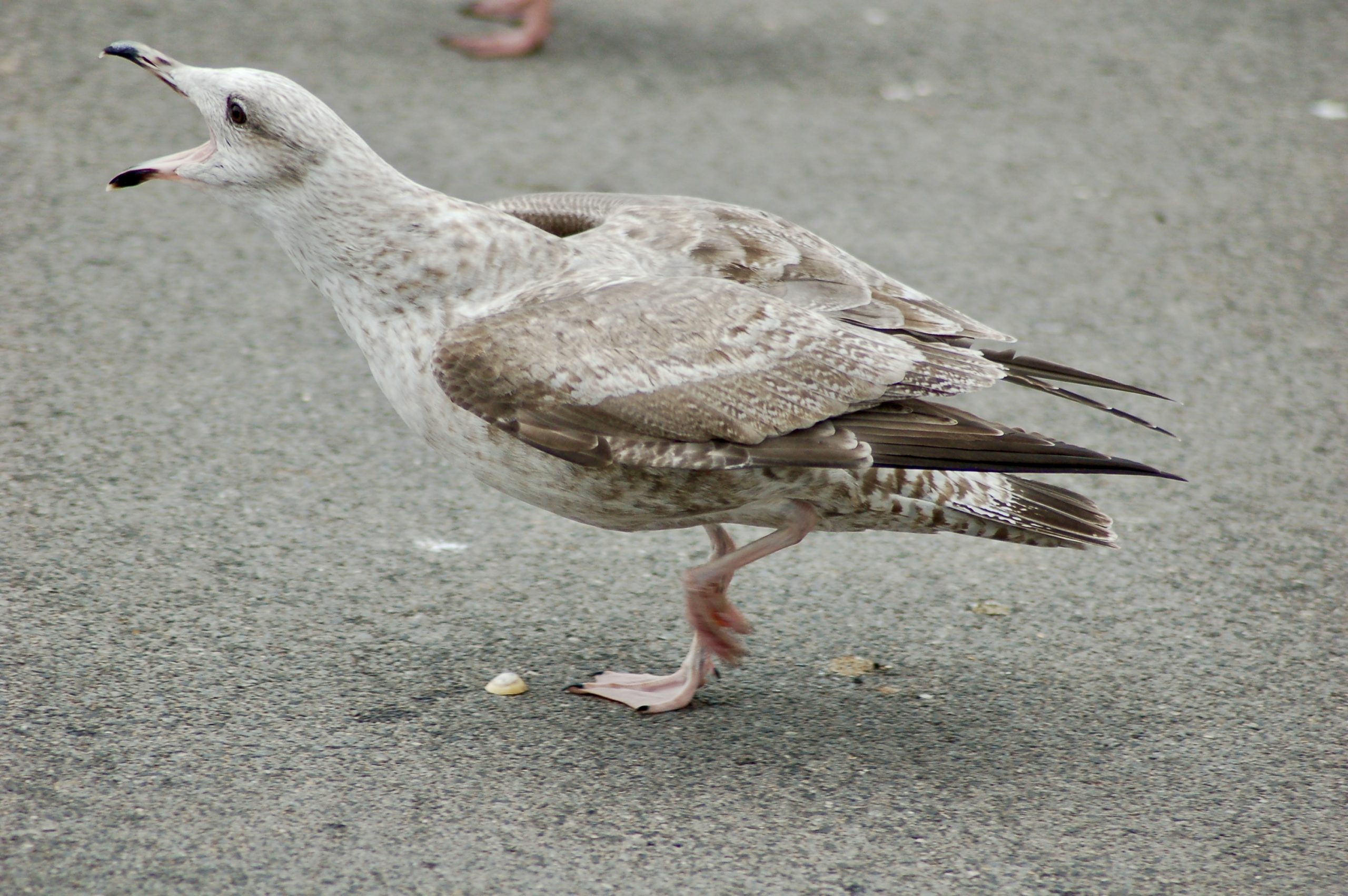 Juvenile Herring Gull