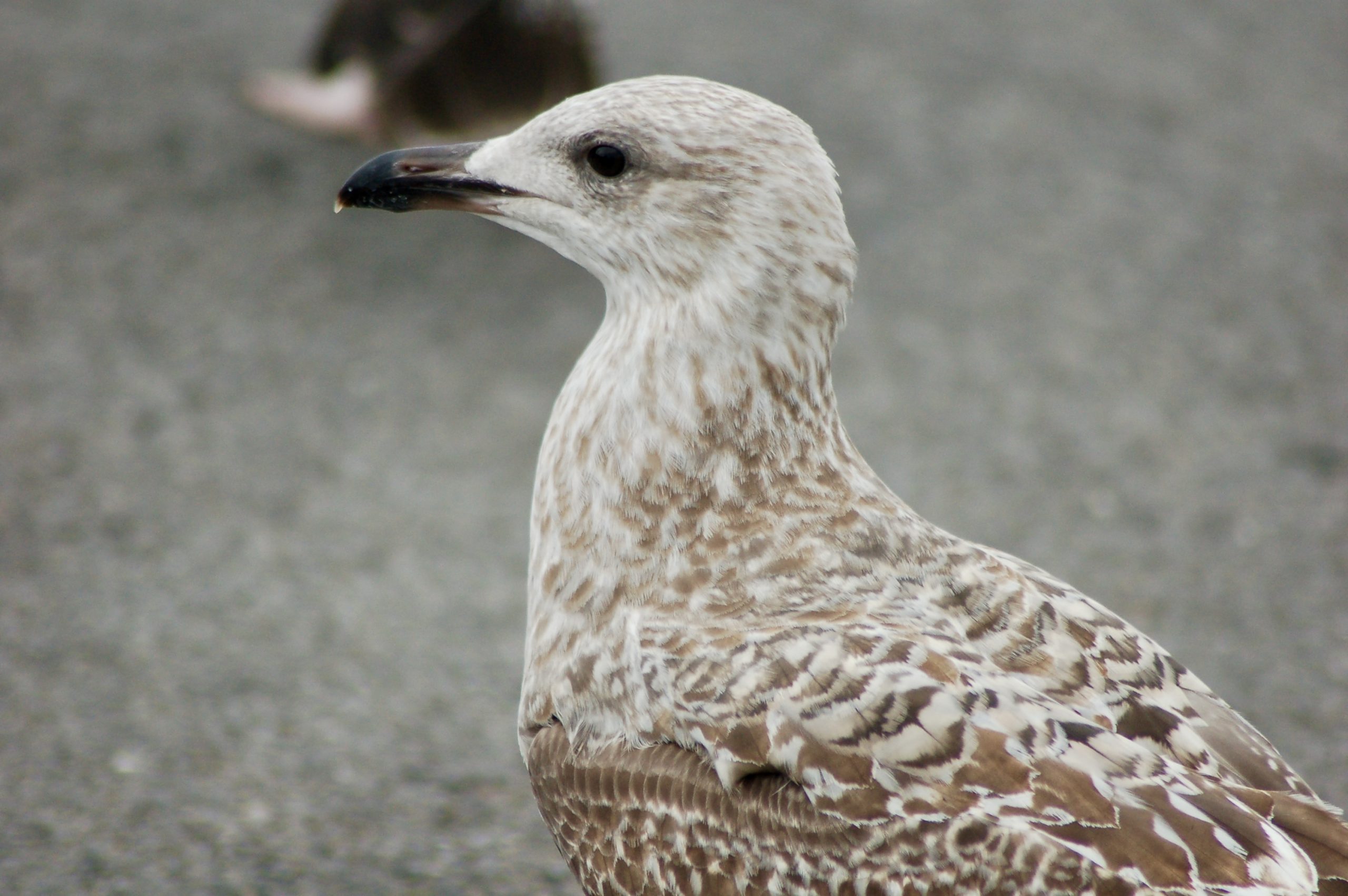 Juvenile Herring Gull