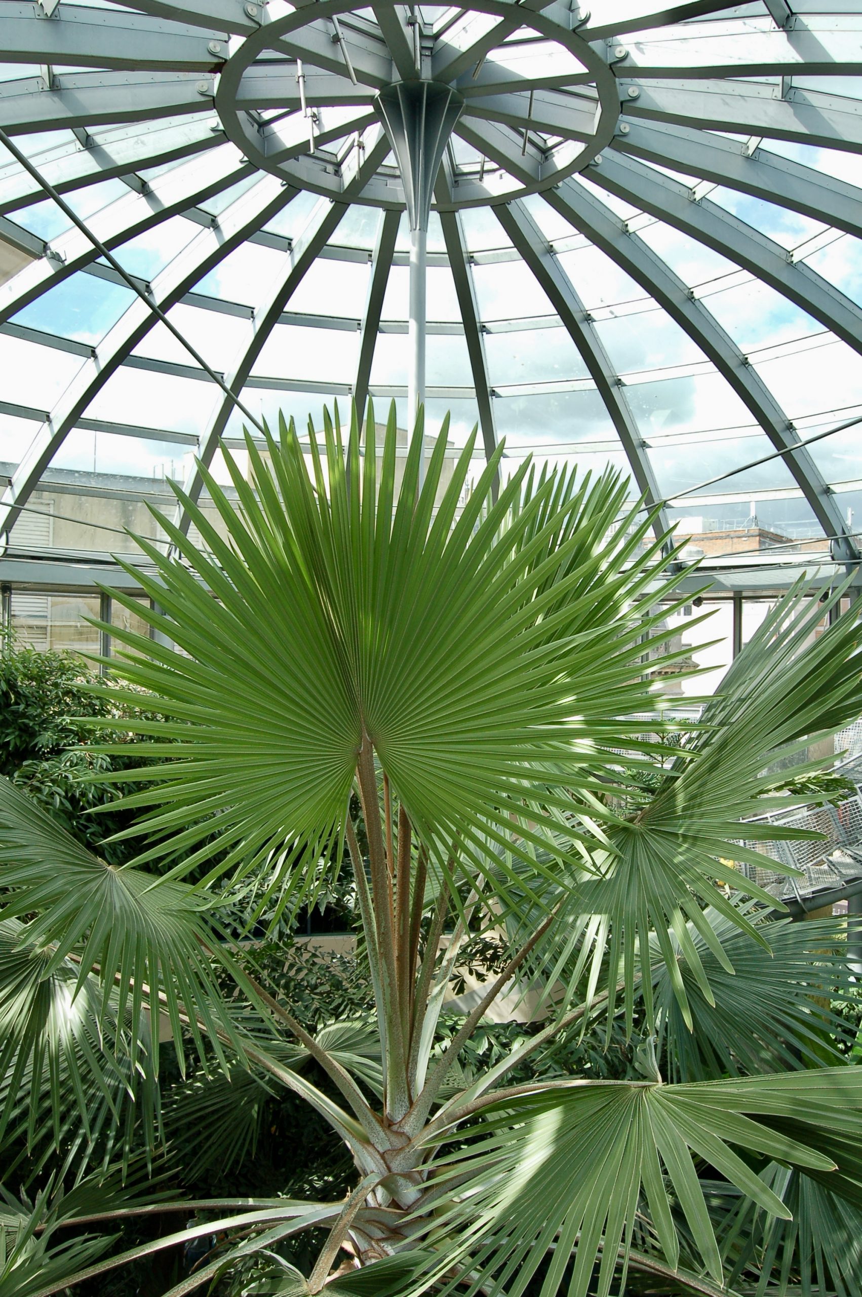 Sunderland Winter Garden