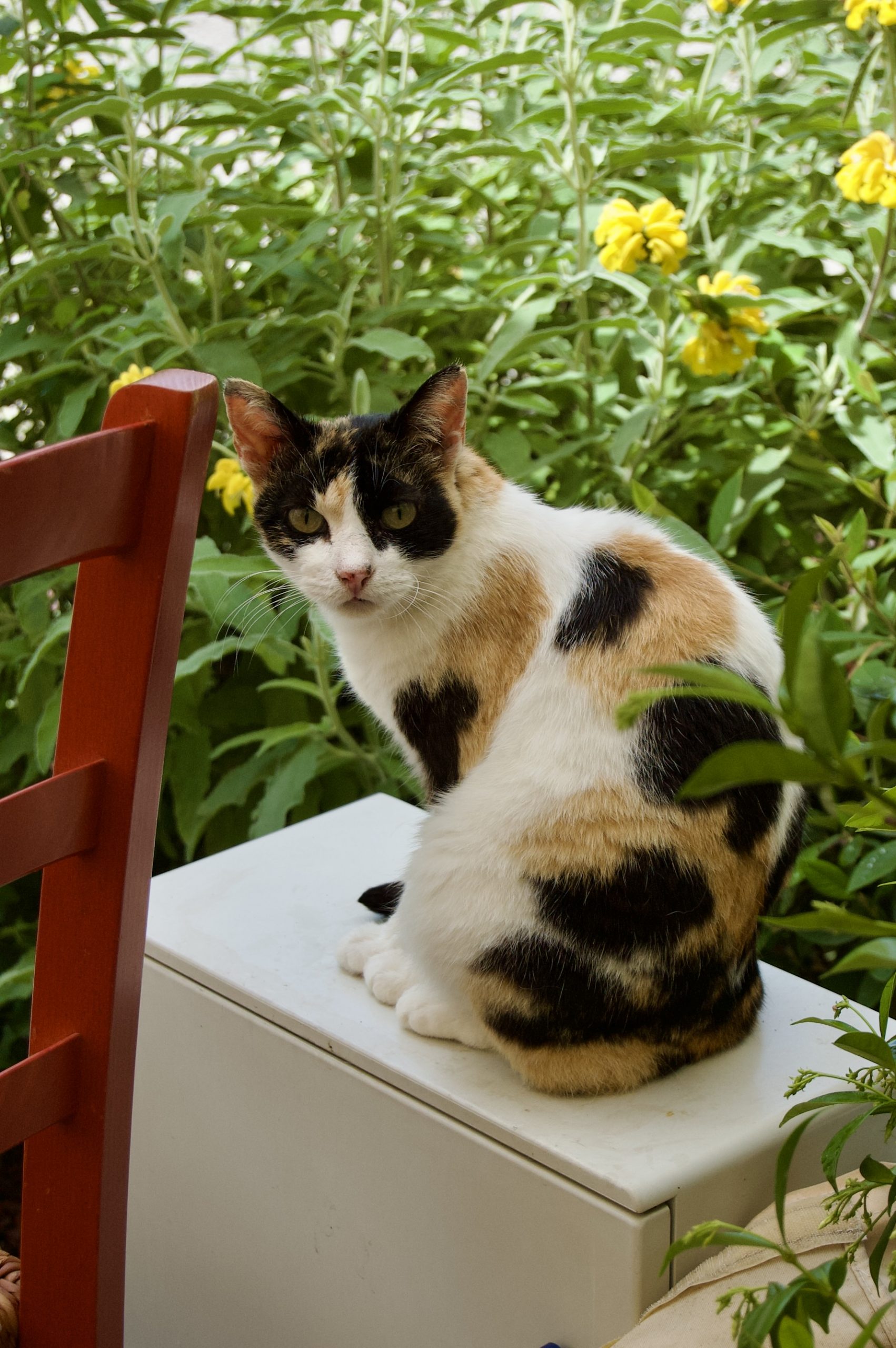 Marina di Pietrasanta Cat