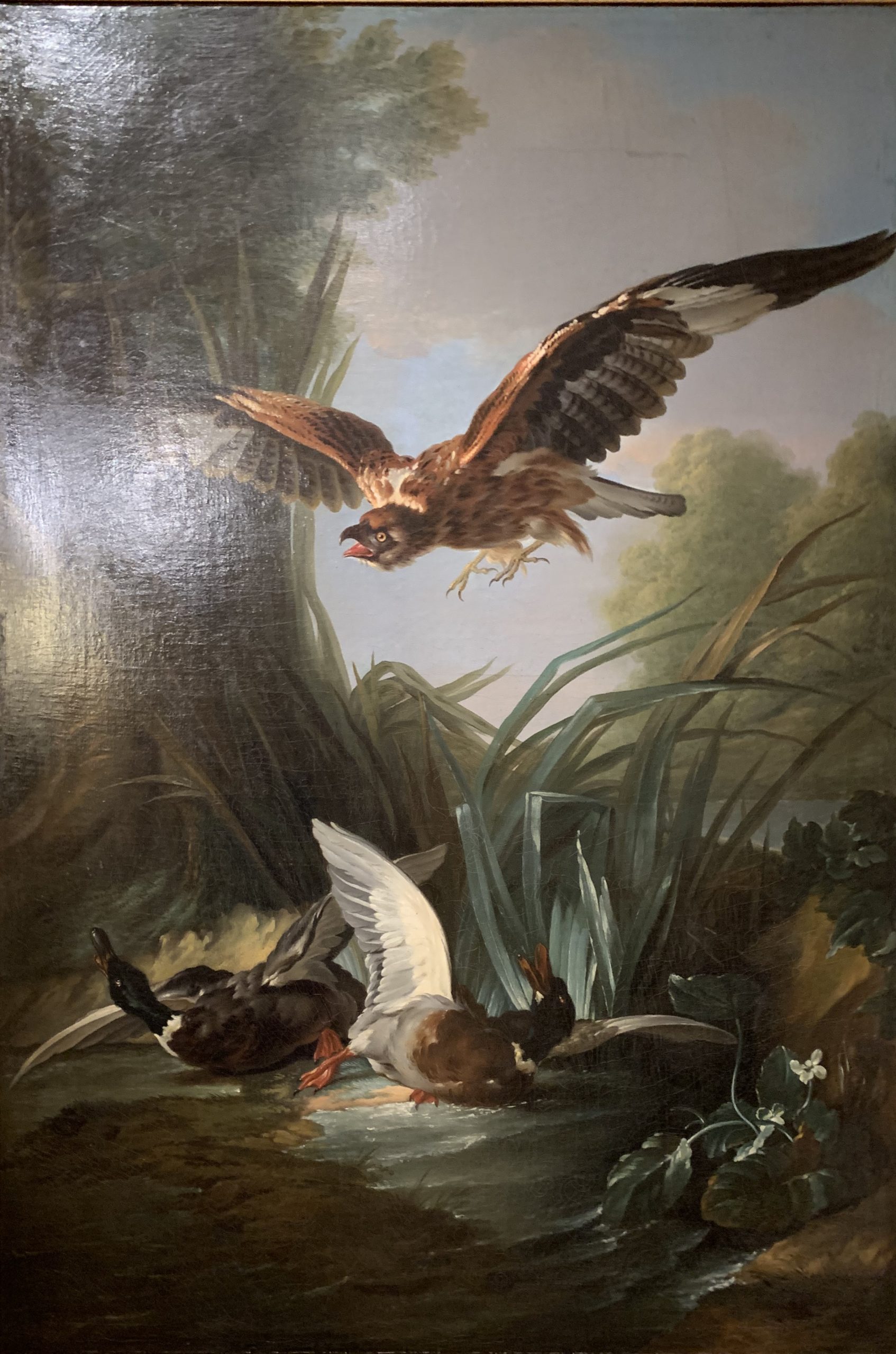 Hawk attacking A Wild Duck