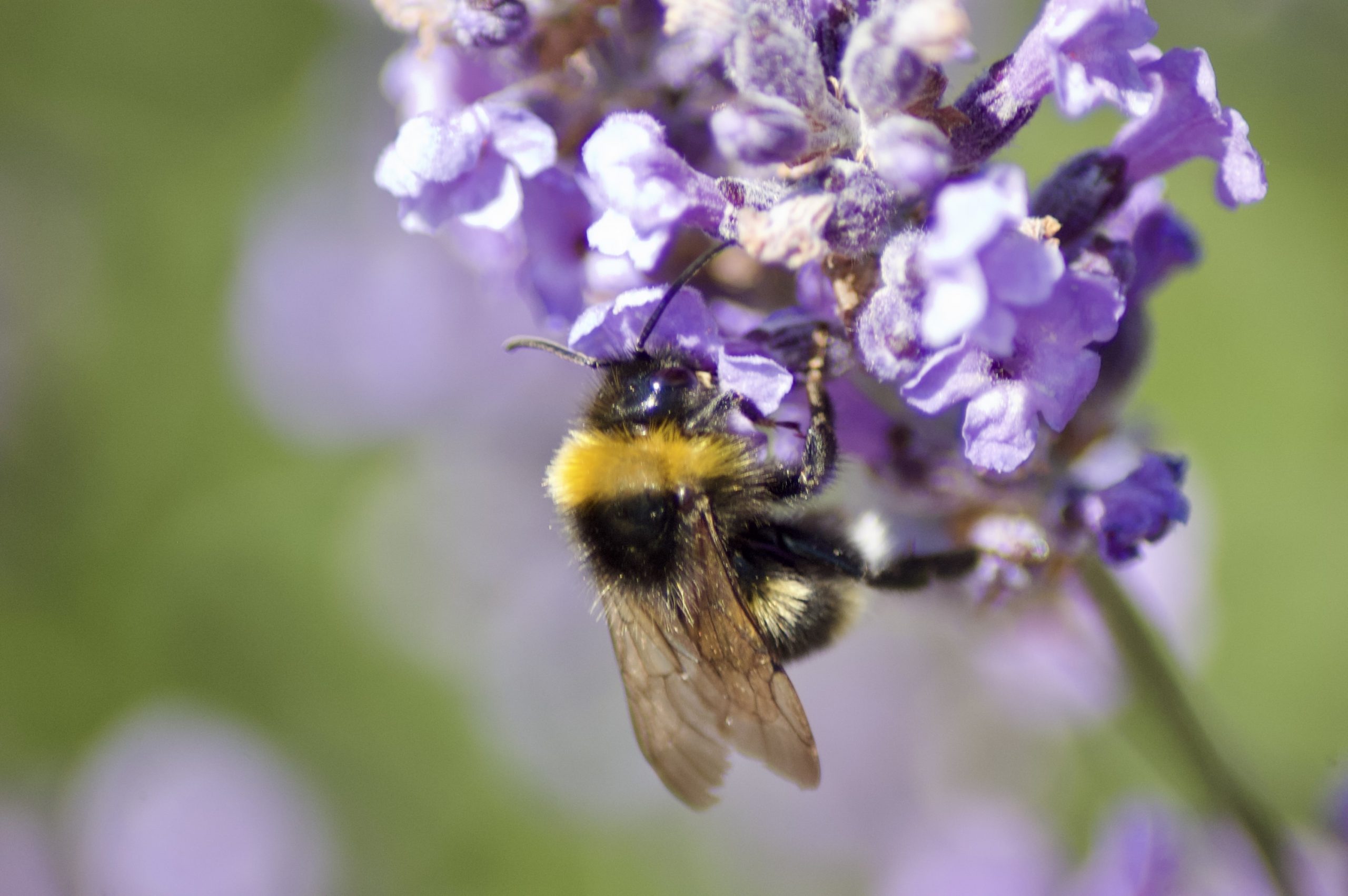 Buff-tailed Bumblebee