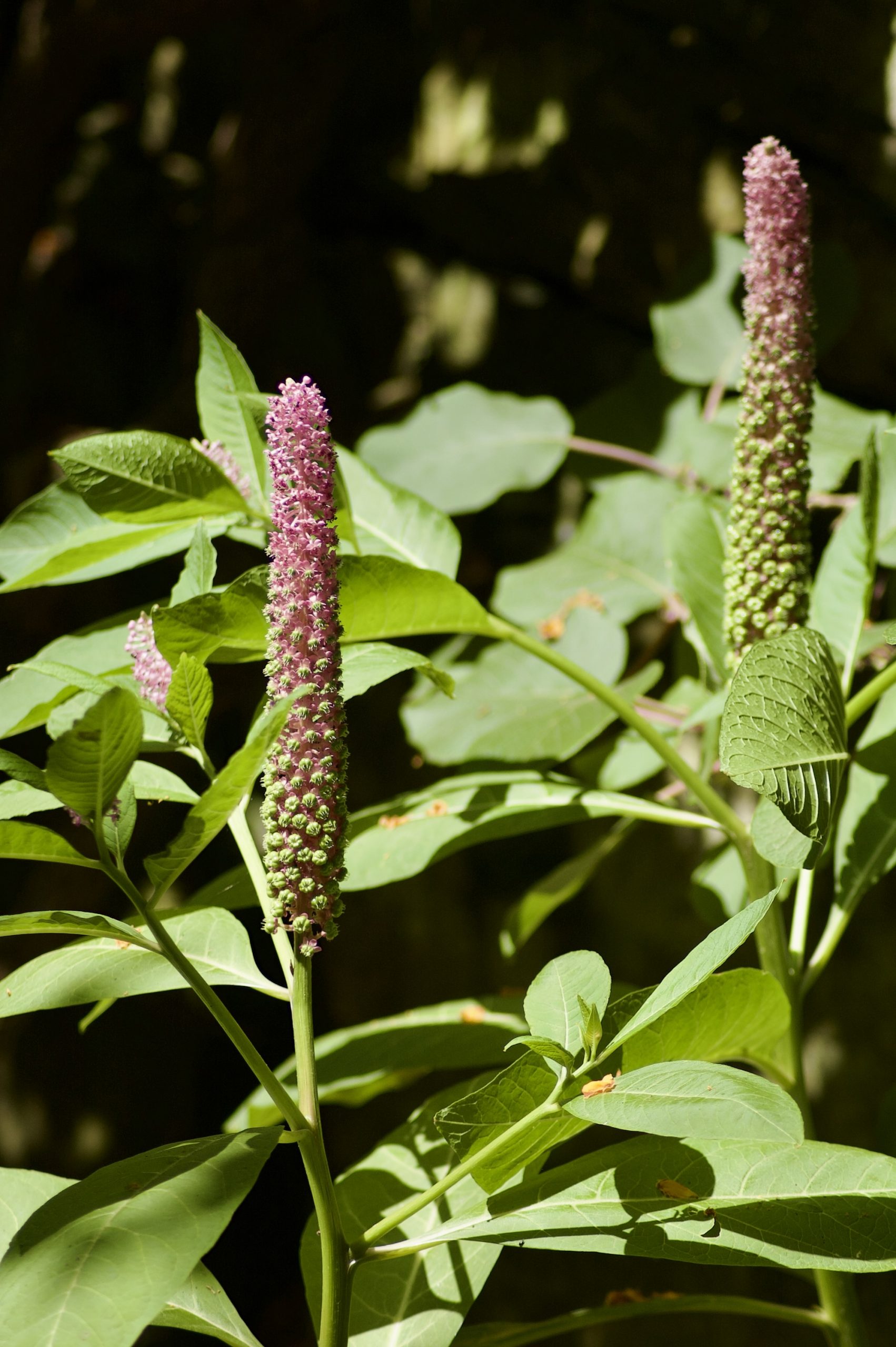 Pokeweed