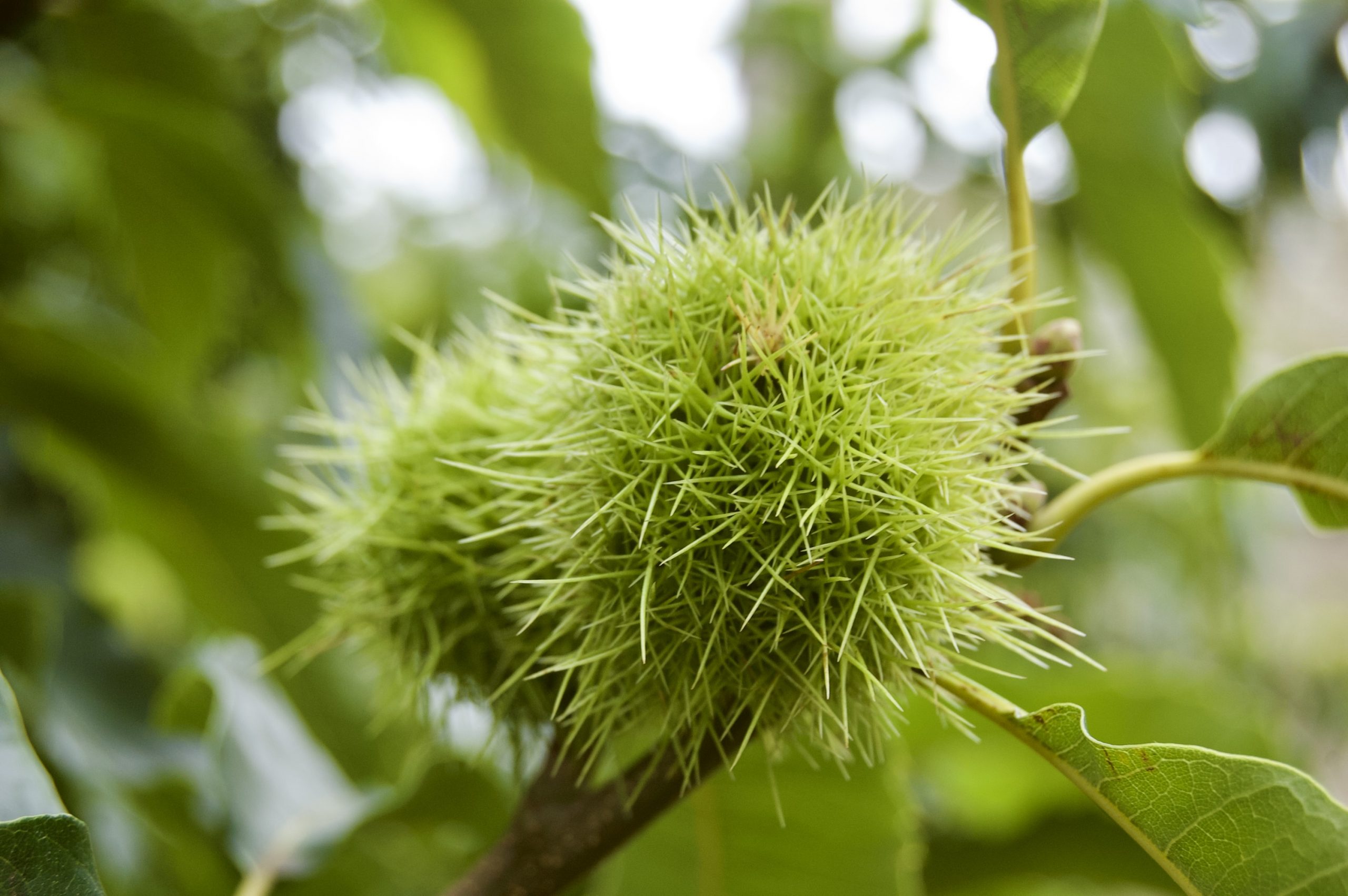 Sweet Chestnut