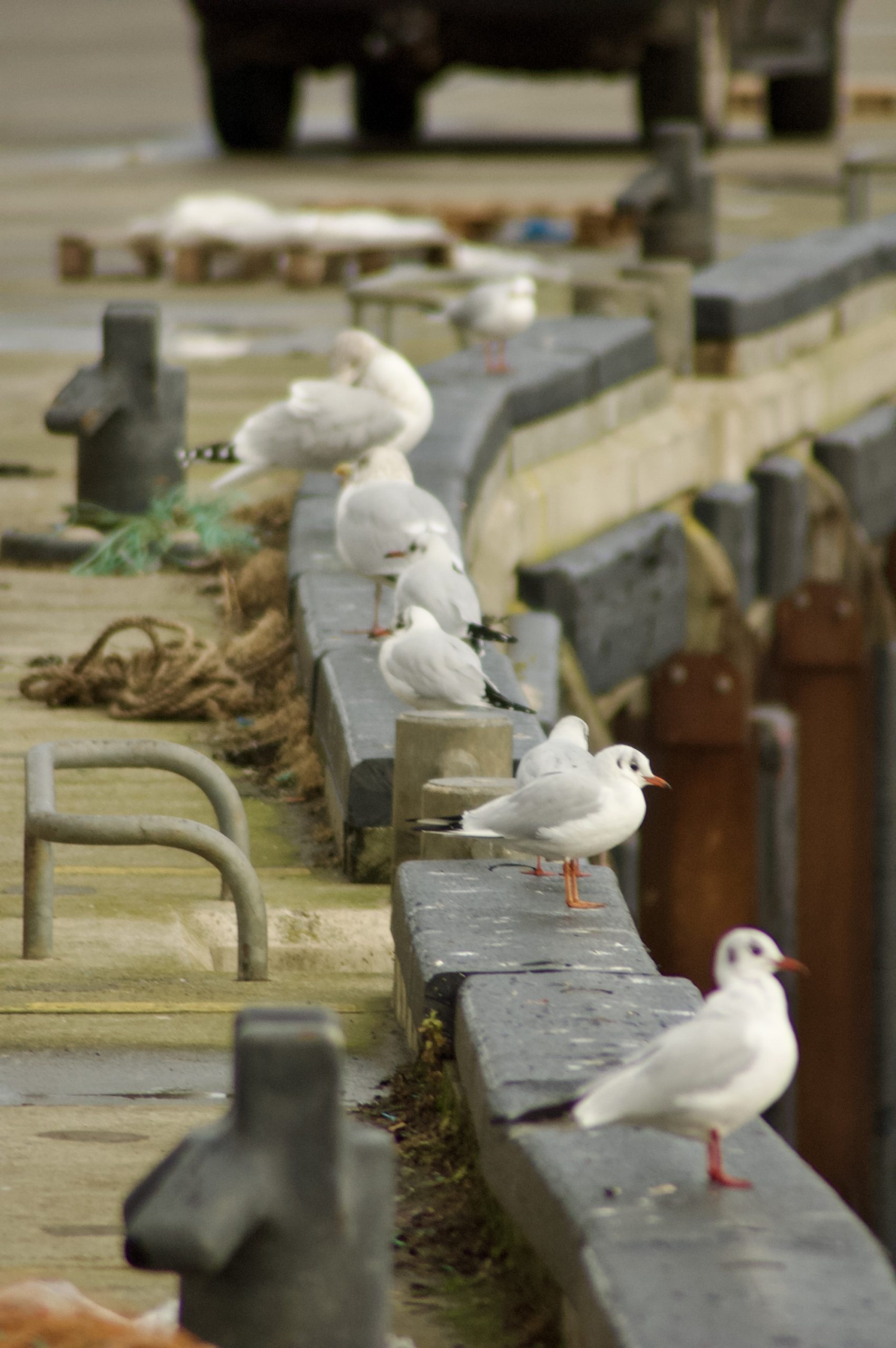 Quay Gulls