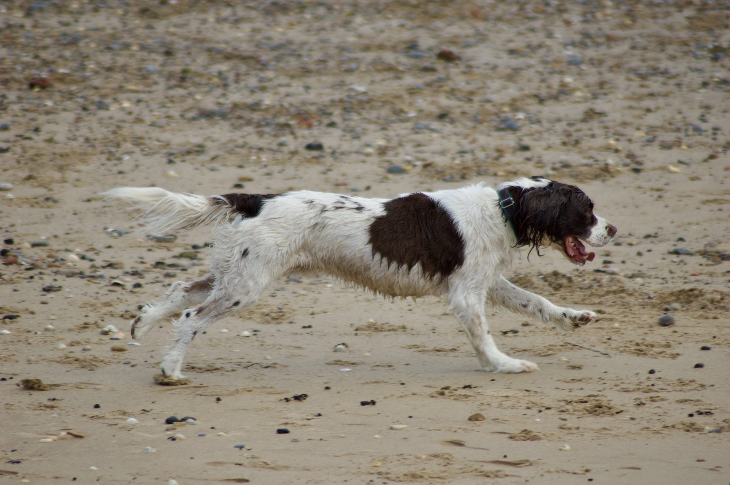 Sprinting Spaniel