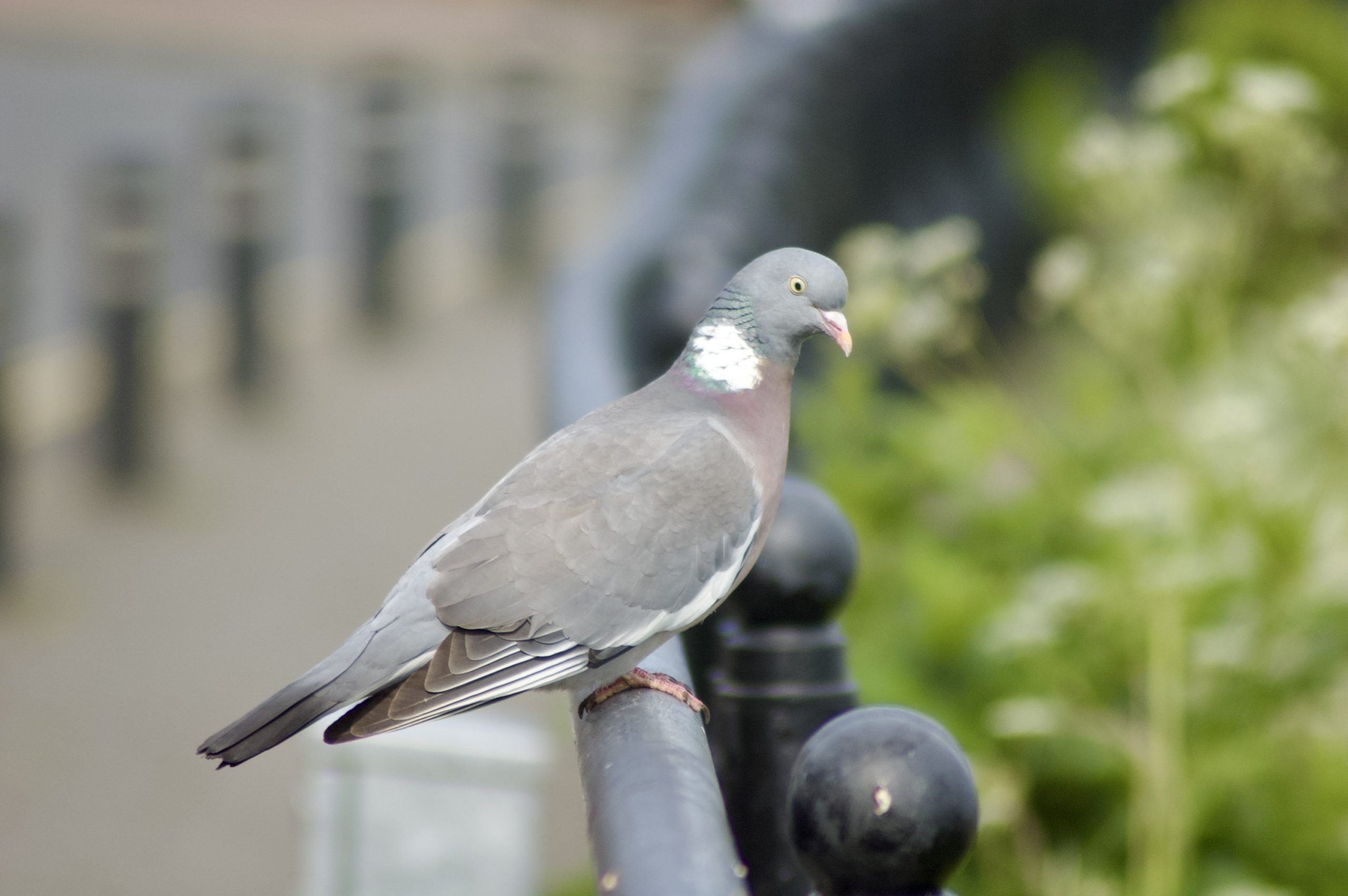 Common Wood Pigeon