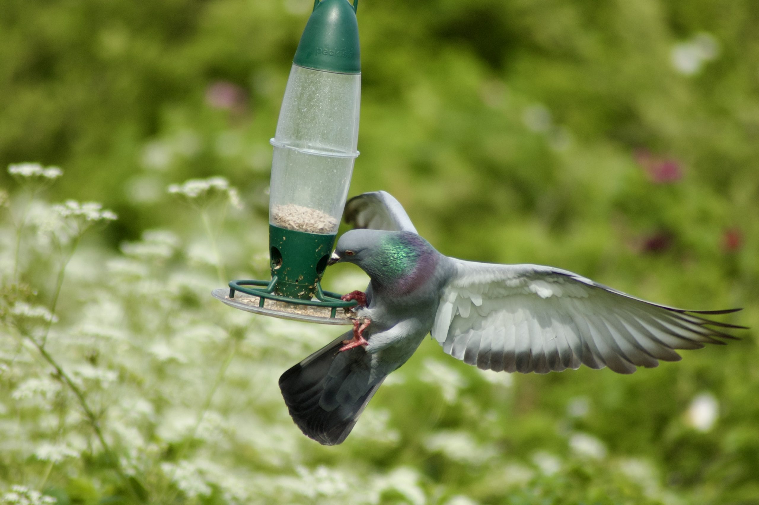 Bird Feeder Pigeon