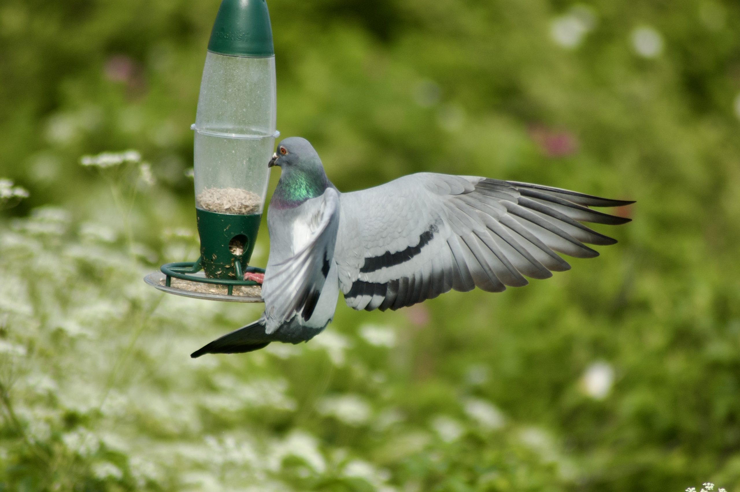 Bird Feeder Pigeon