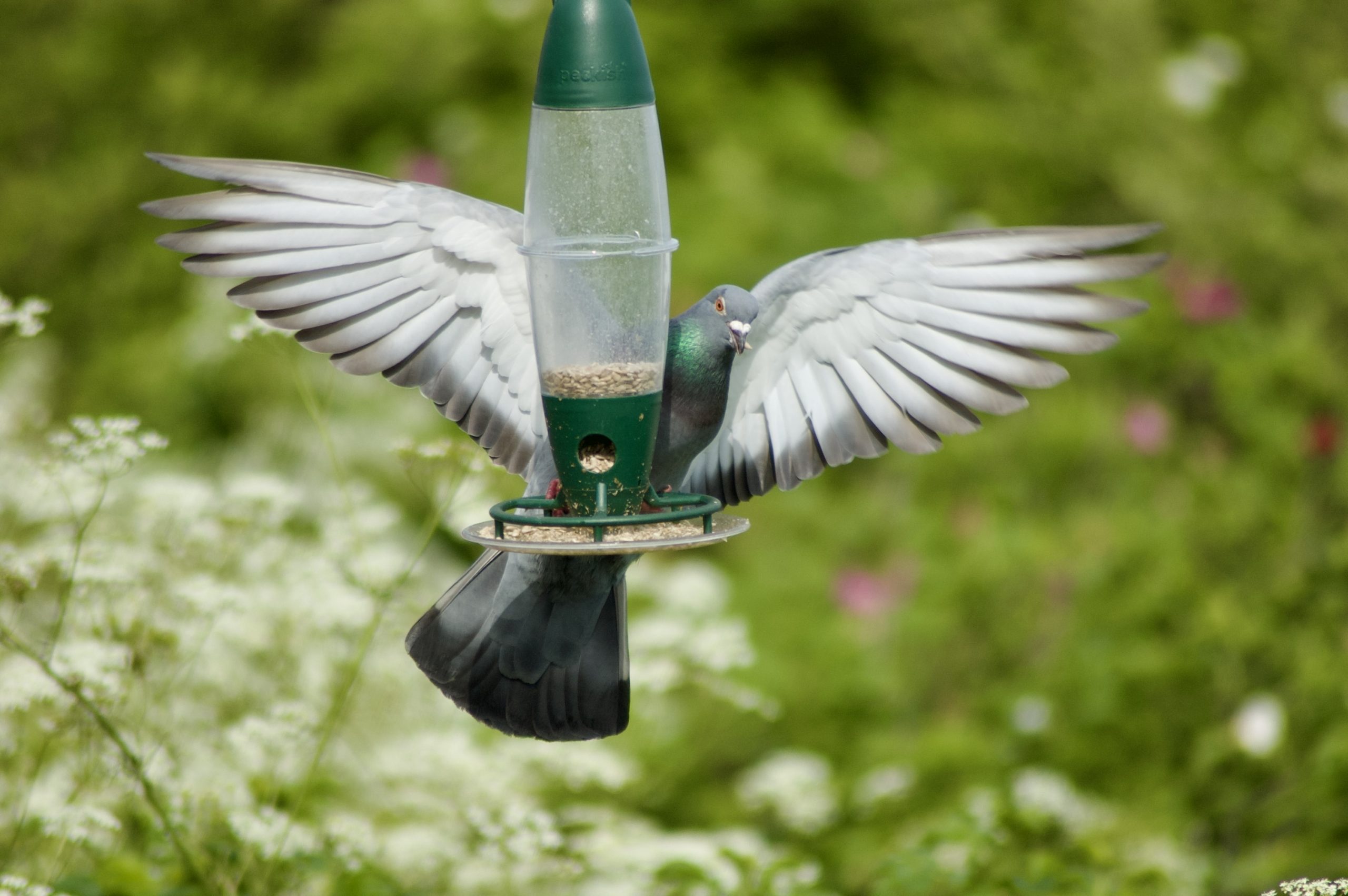Bird Feeder Pigeon