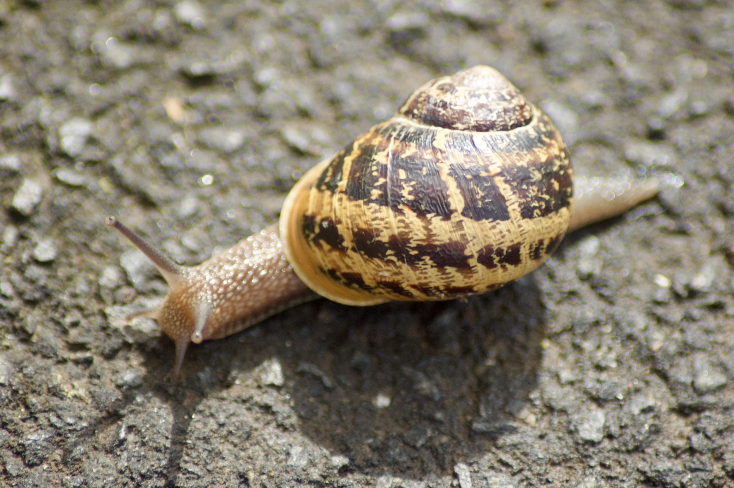 Common Garden Snail