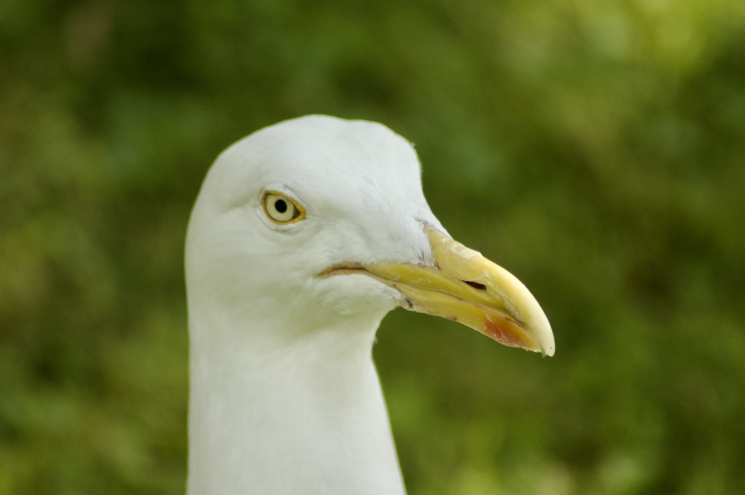 Herring Gull