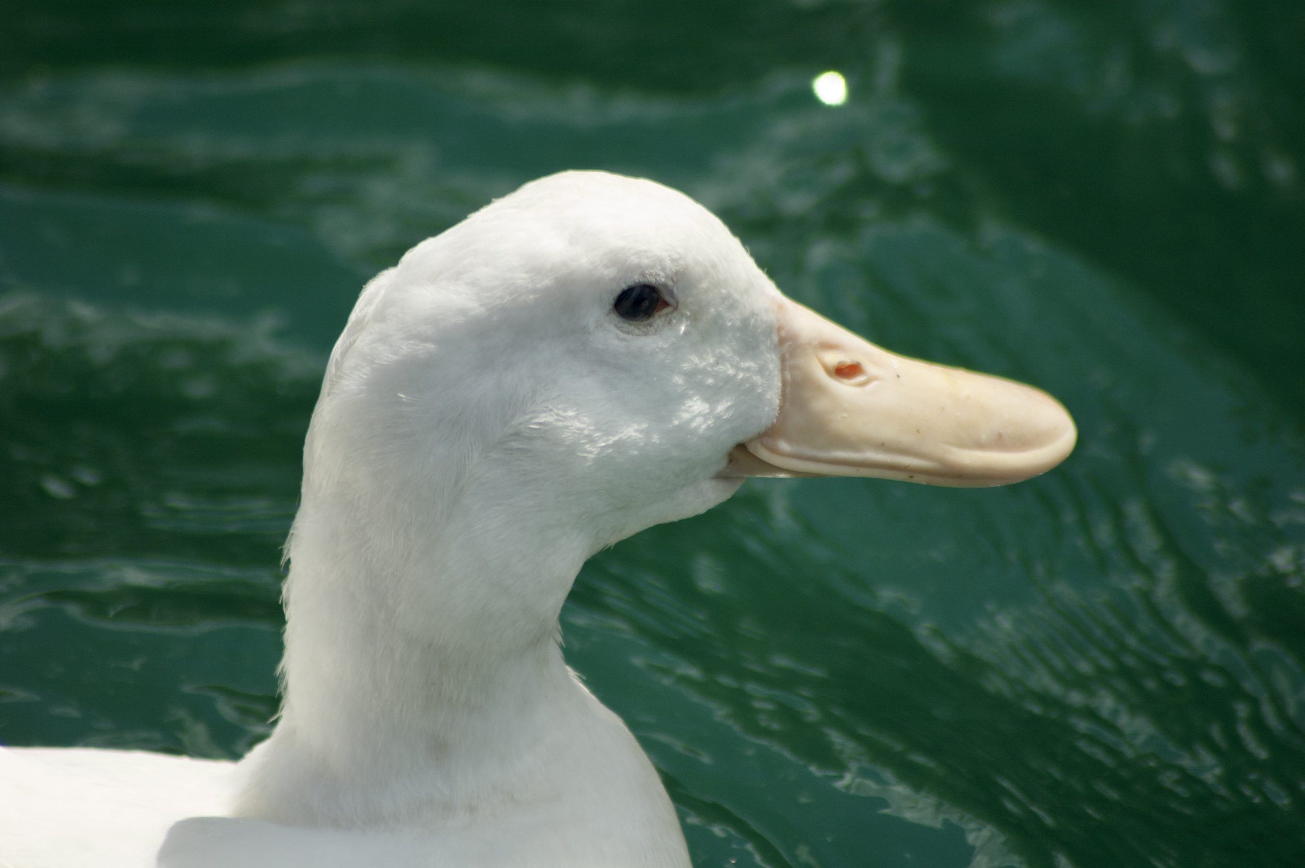 White Duck