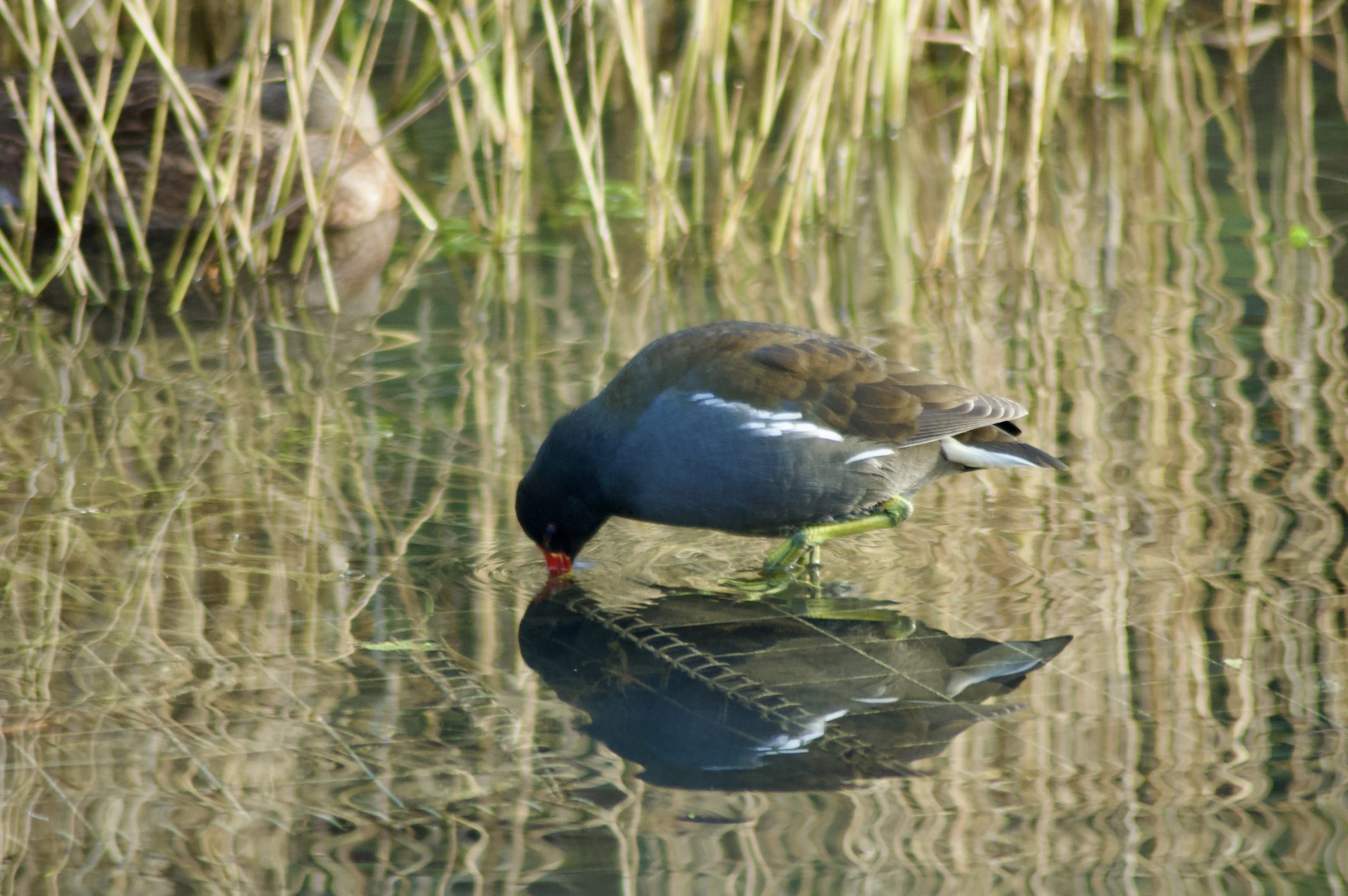 Common Moorhen
