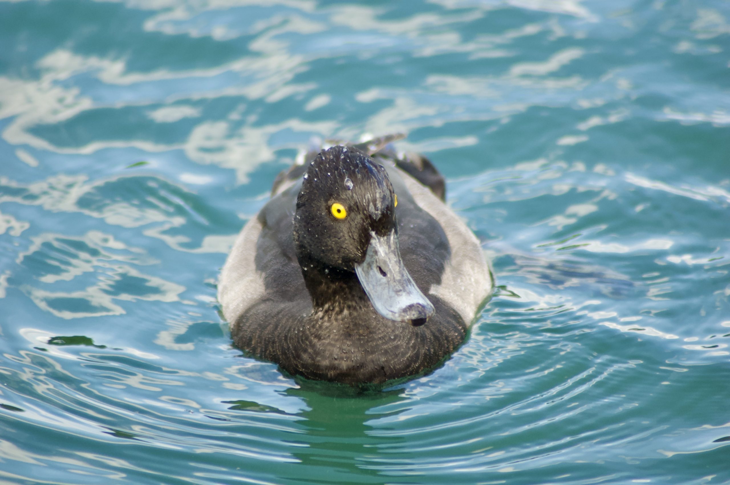 Tufted Duck