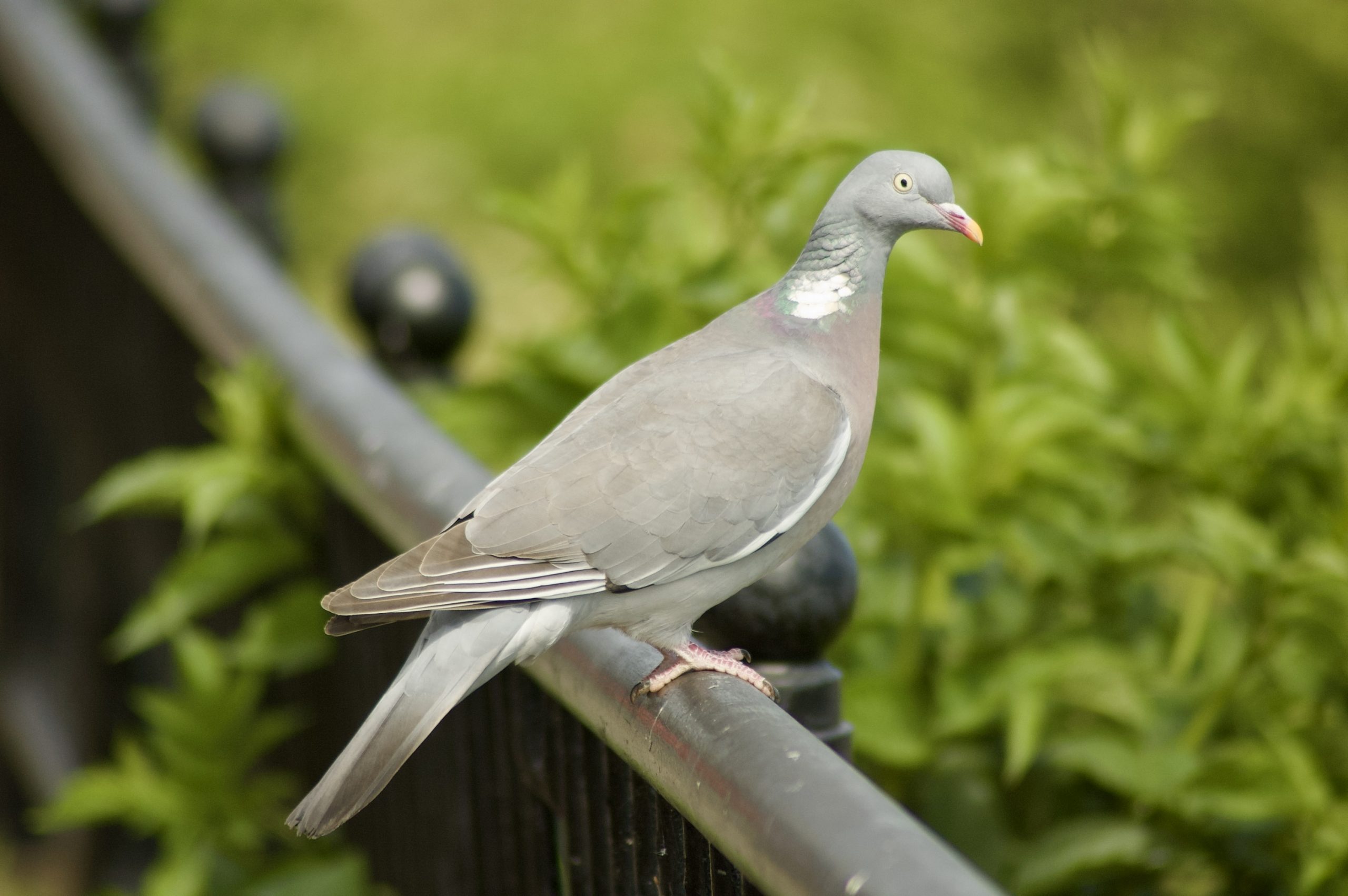 Common Wood Pigeon