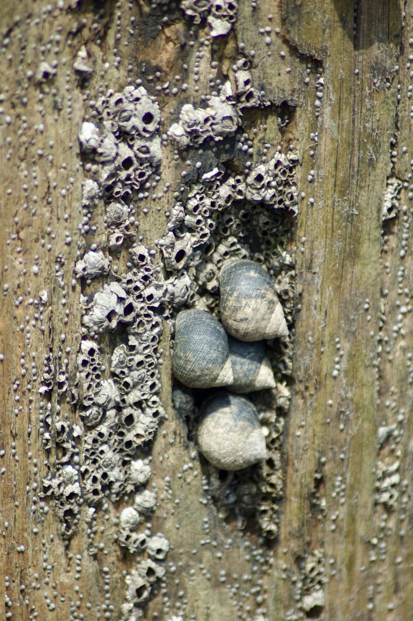 Barnacles & Periwinkles