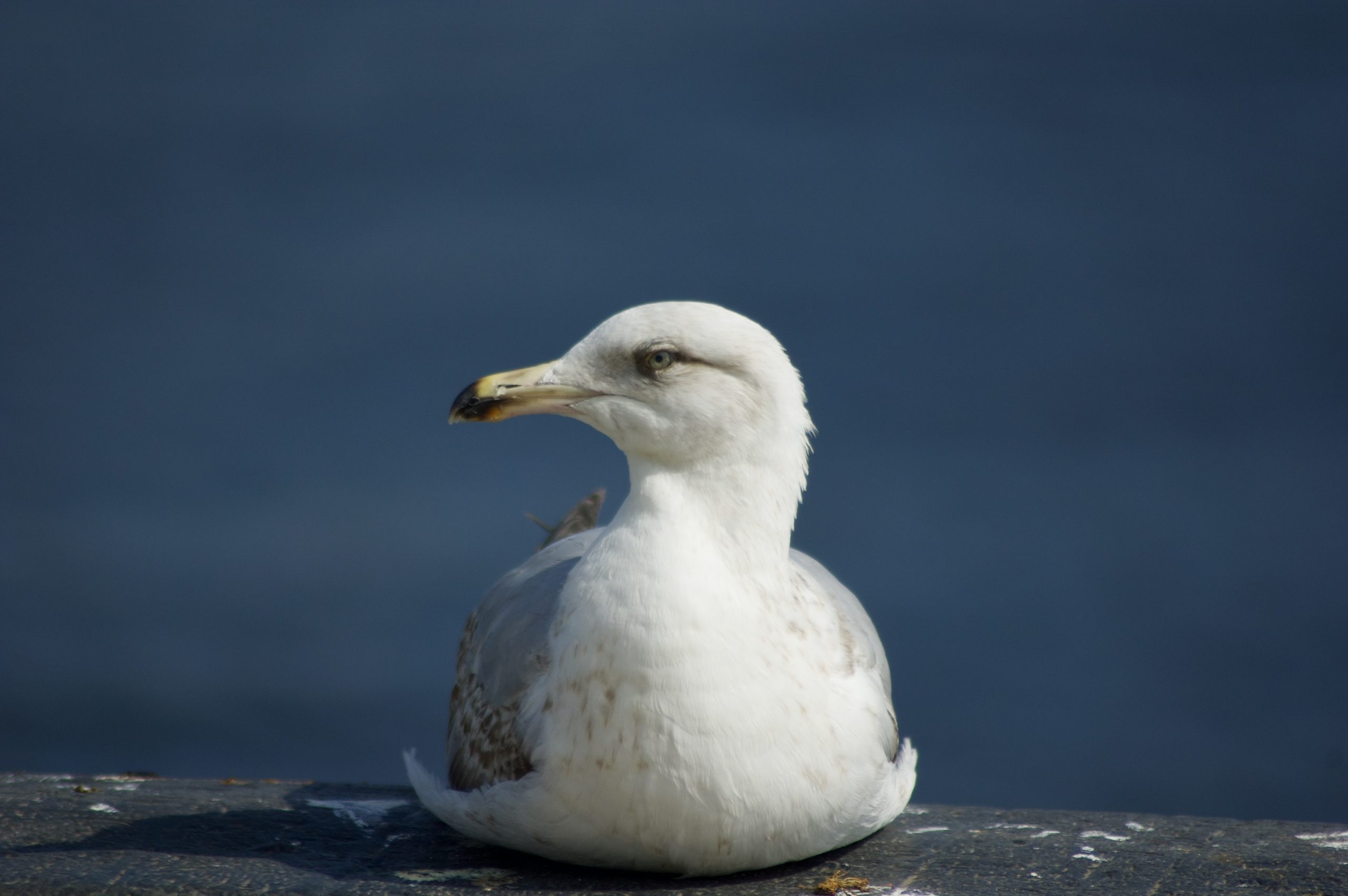 Herring Gull