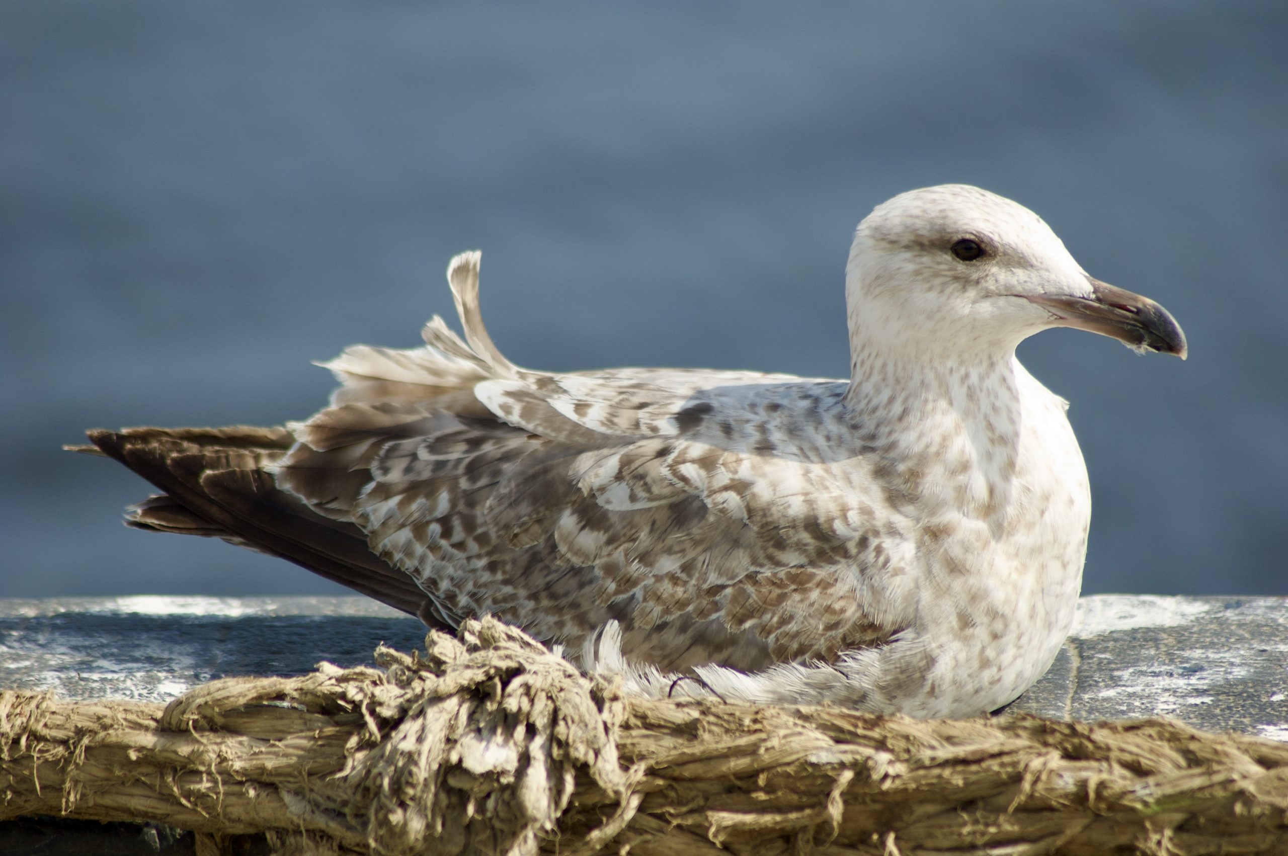 Herring Gull