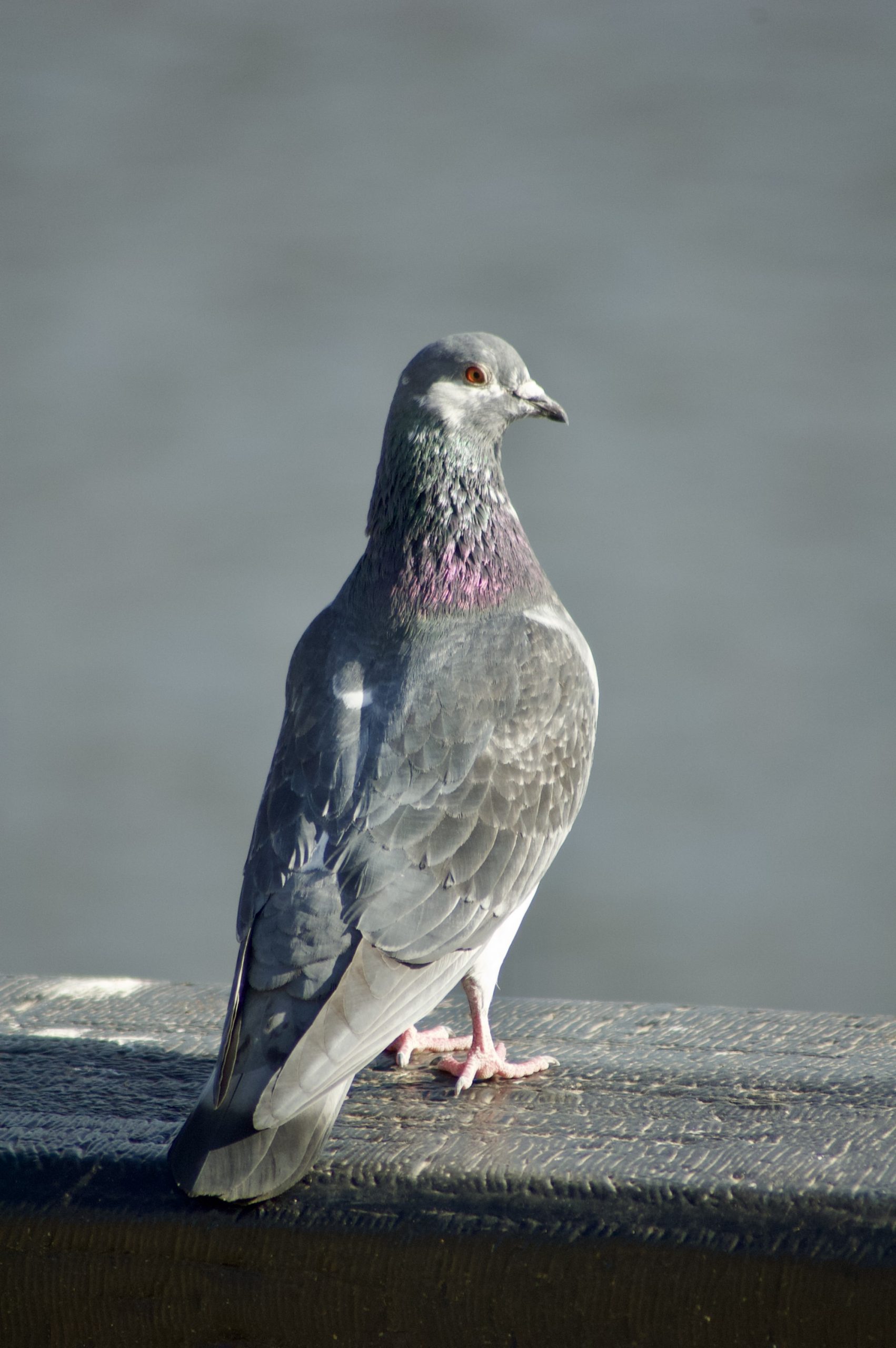 Feral Pigeon