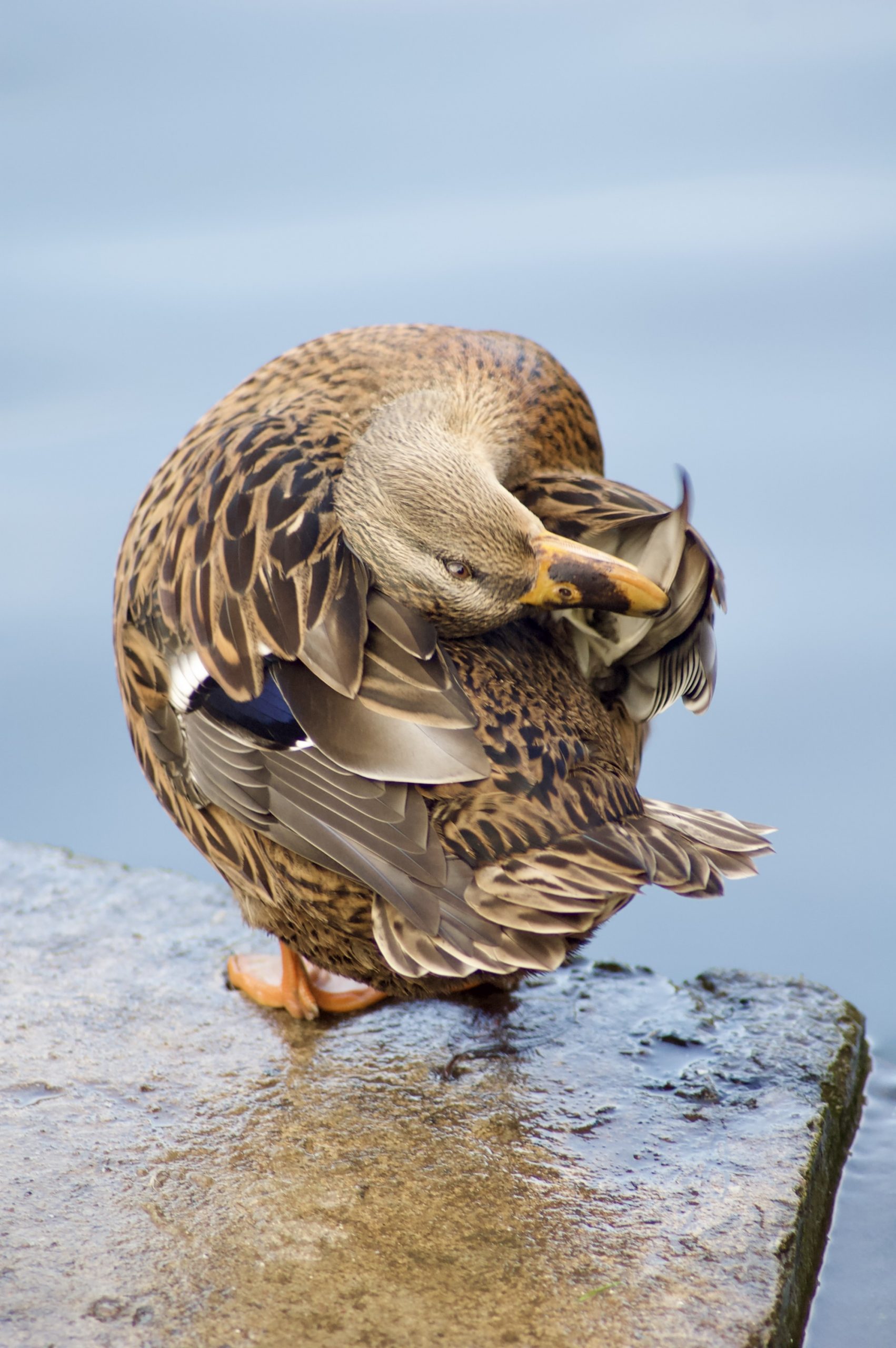 Preening Duck