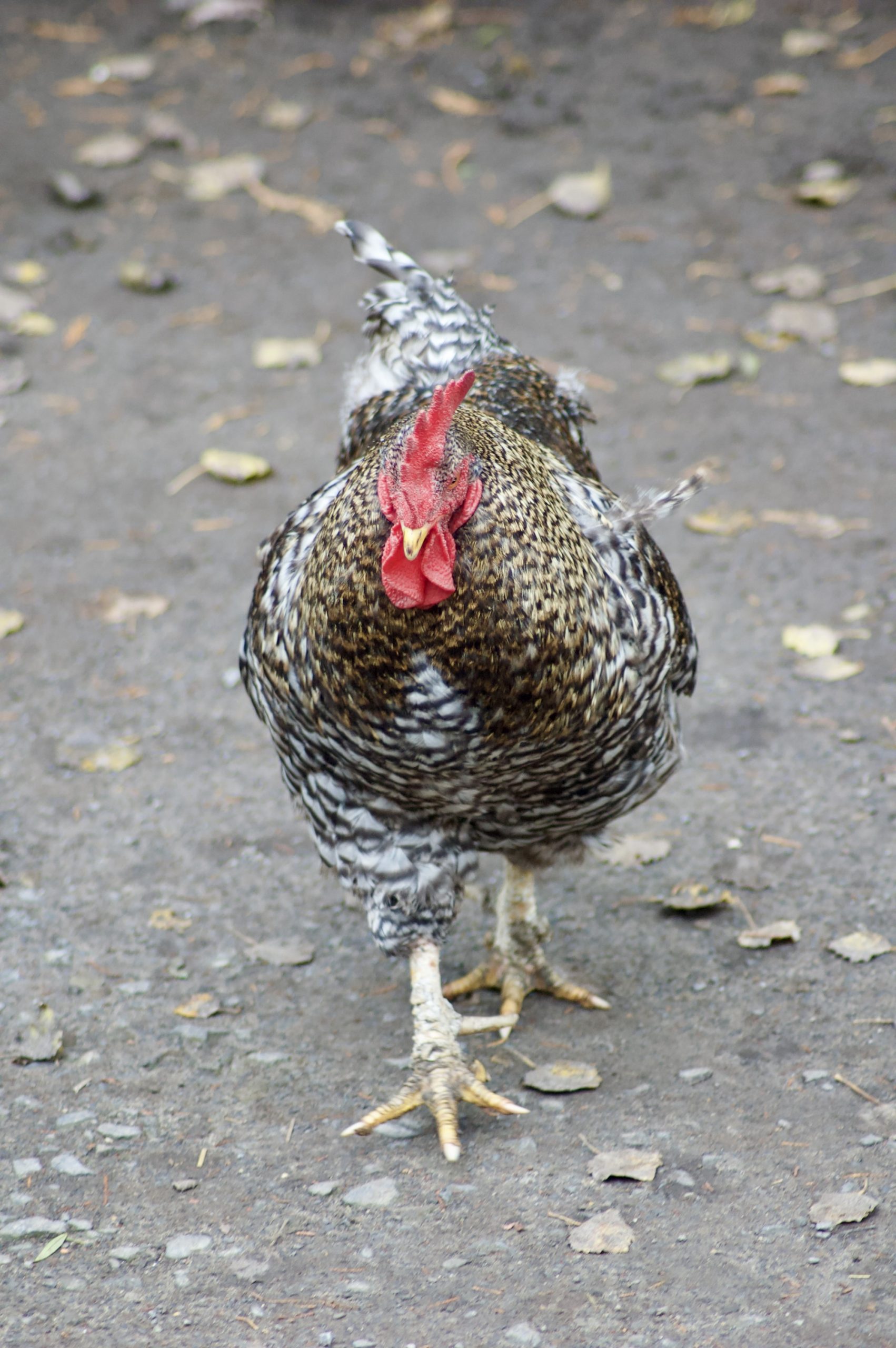 Plymouth Rock Chicken