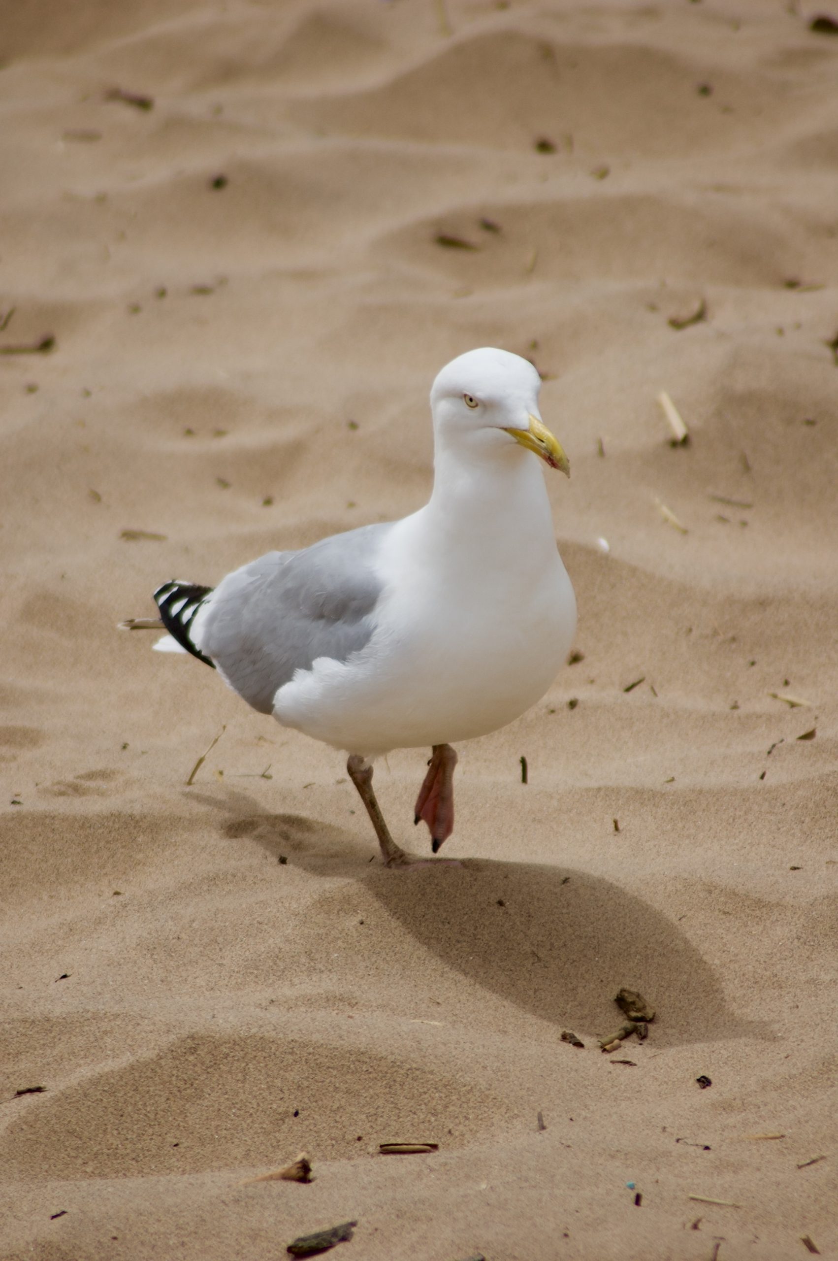 Herring Gull