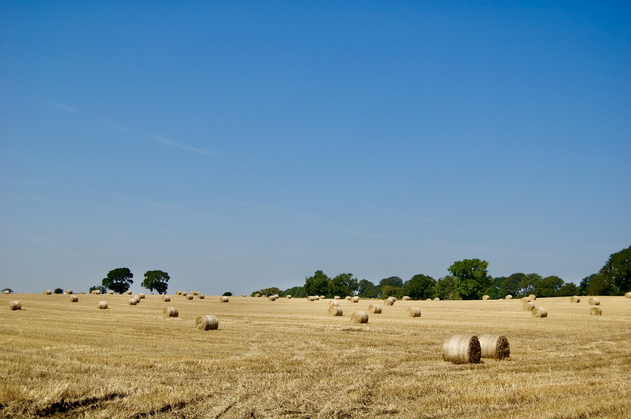 Summer Cornfields