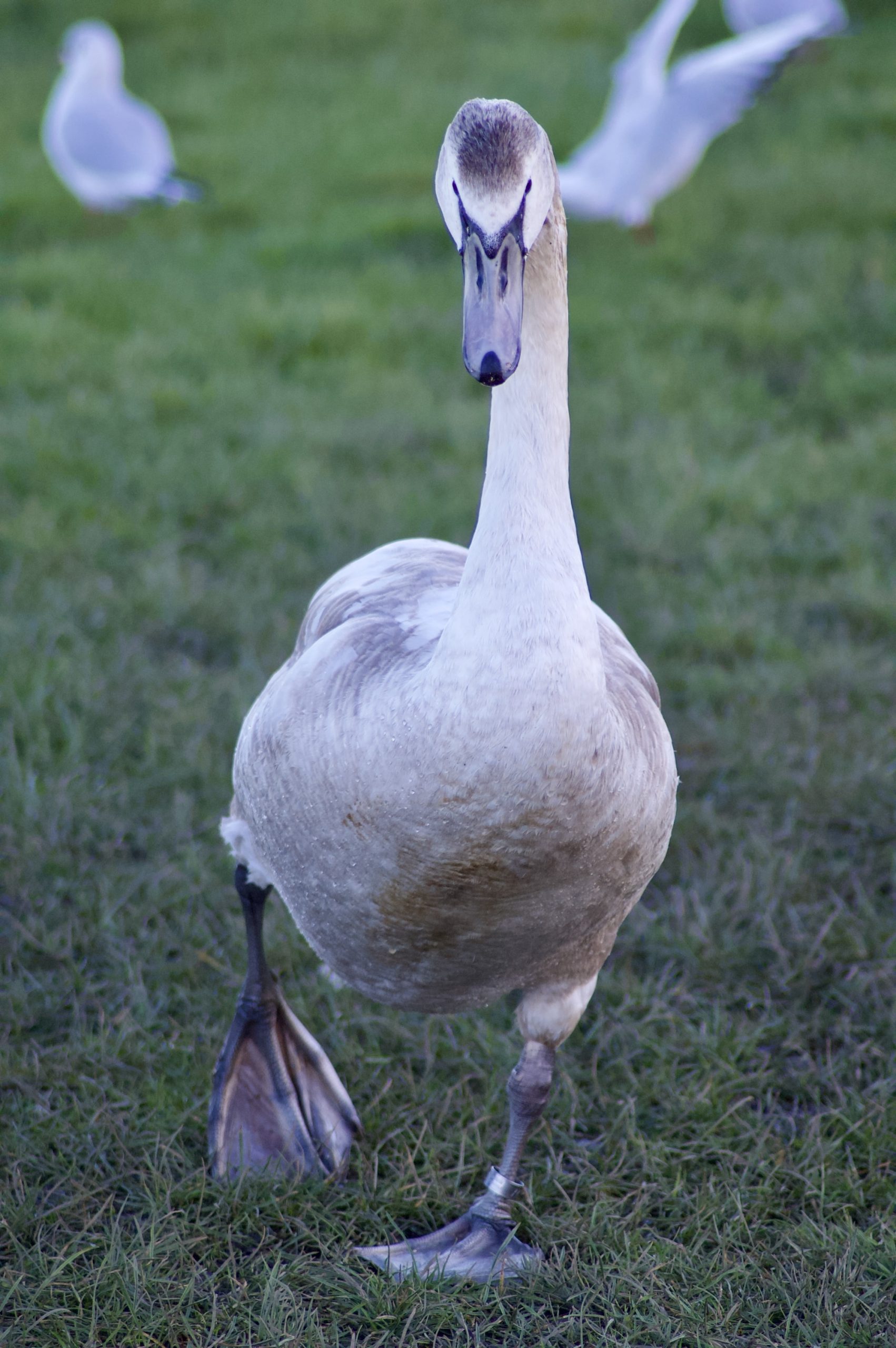 Cygnet