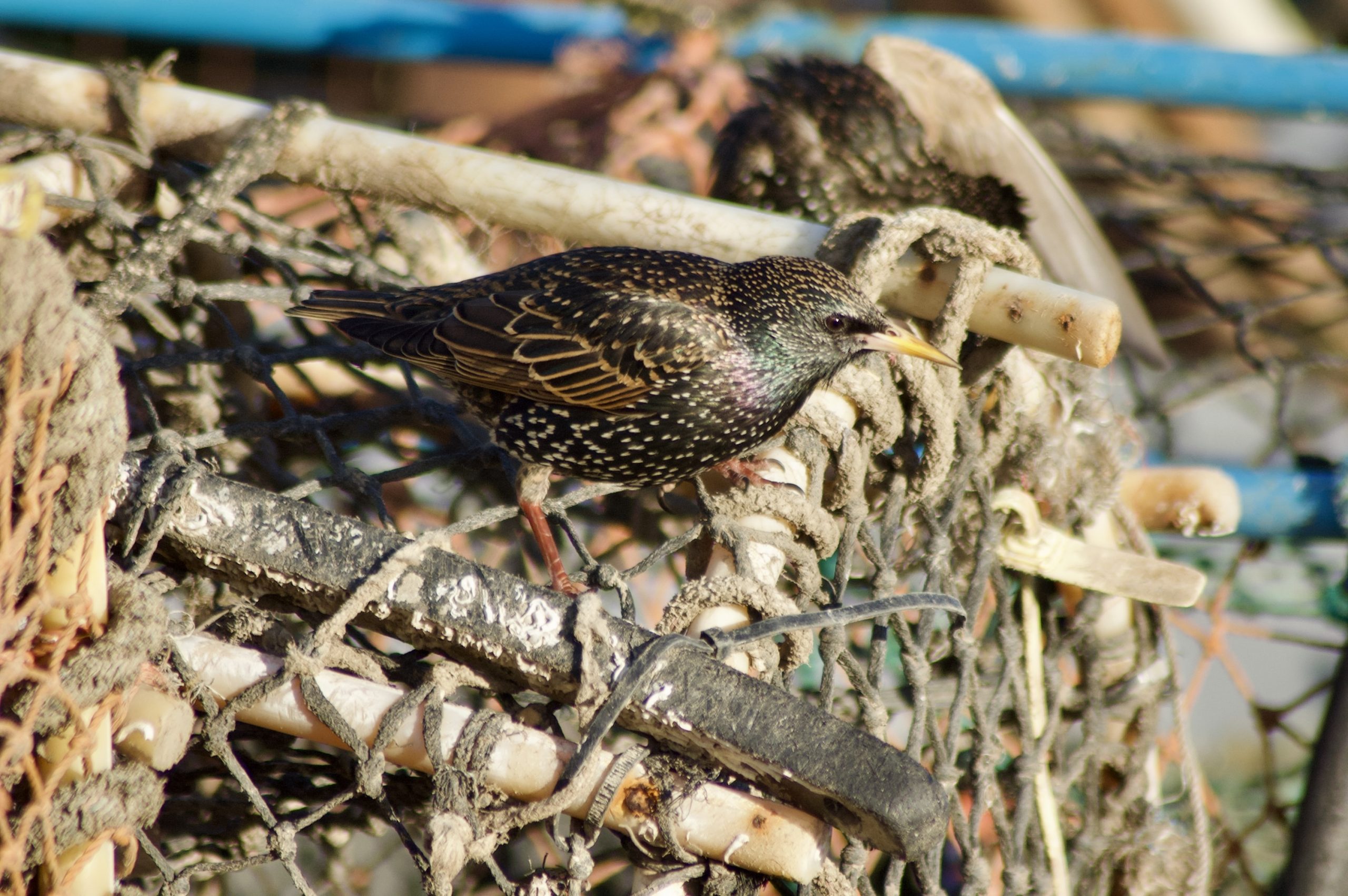Common Starling