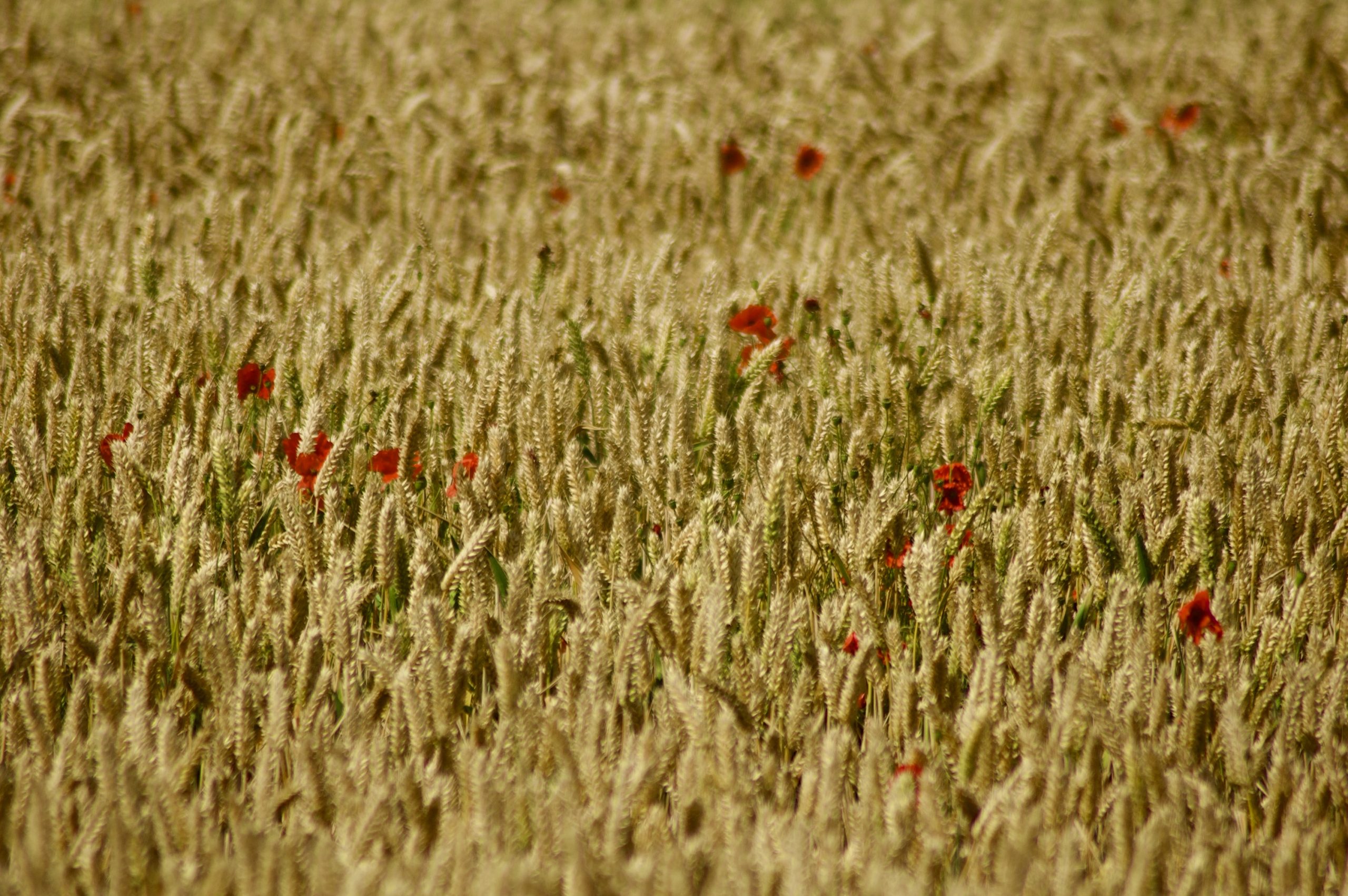 Poppies in the Cornfield