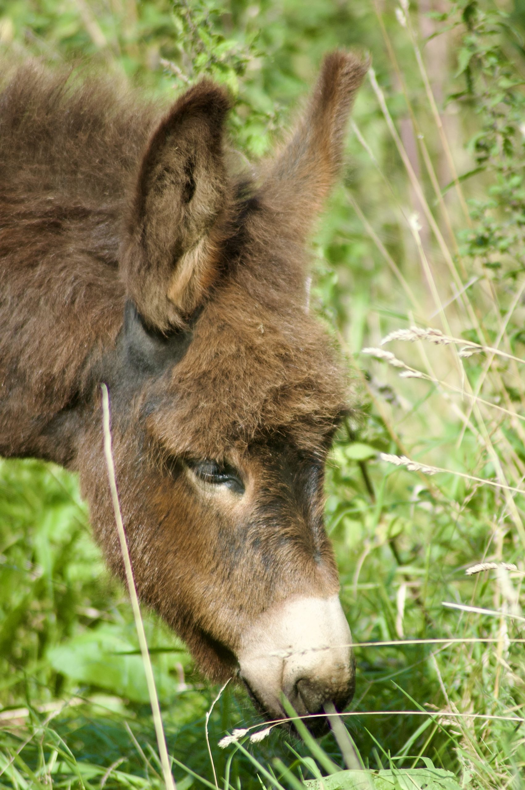 Cherryburn Donkey