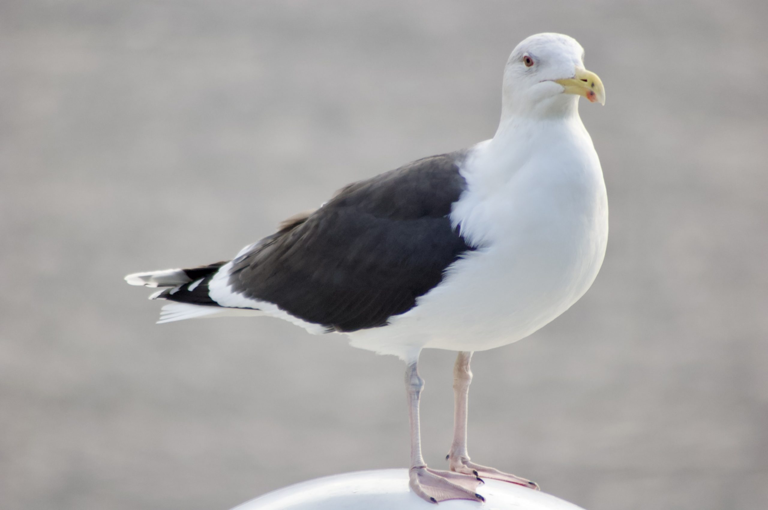 Black-headed Gull