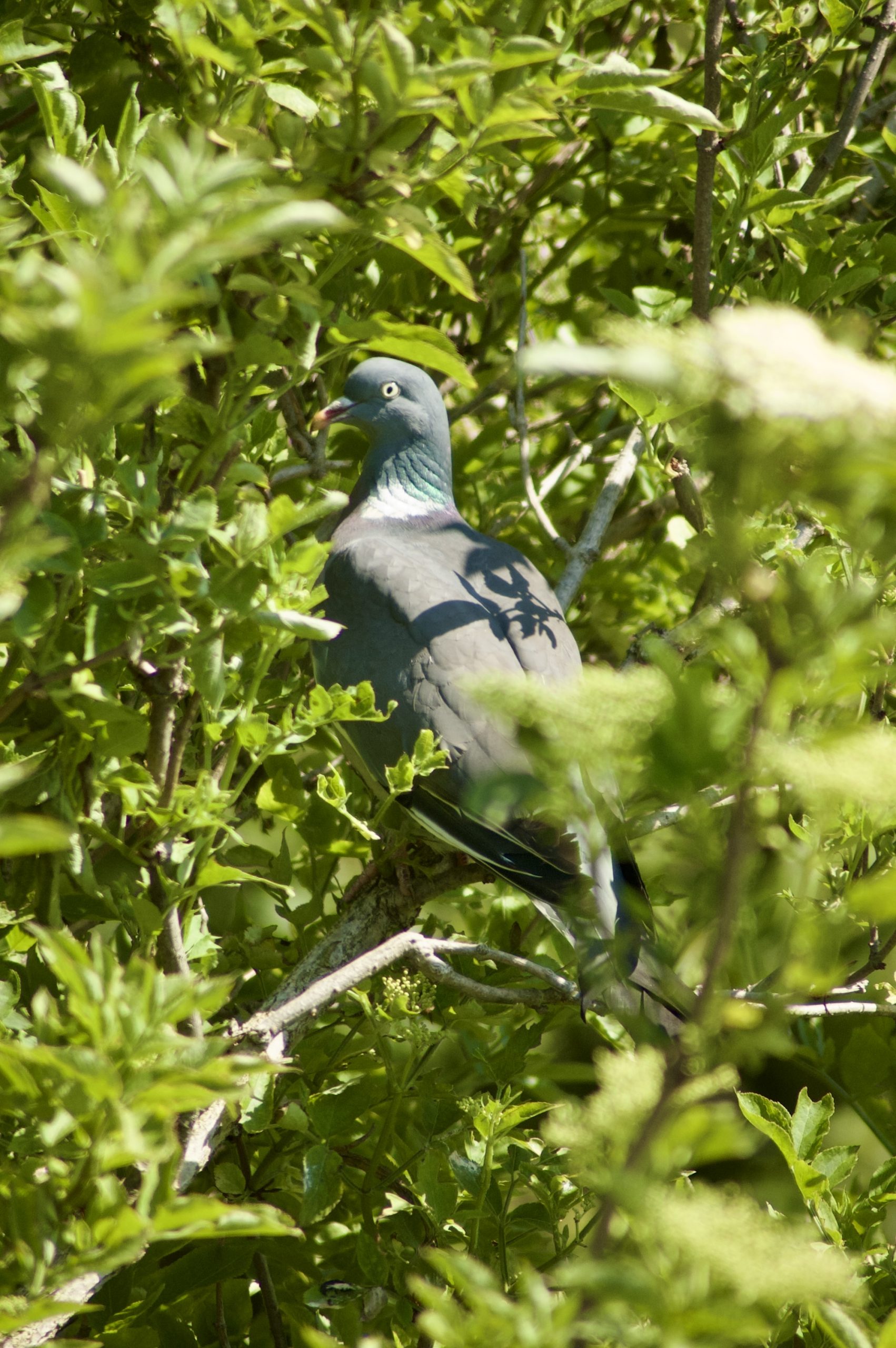 Common Wood Pigeon