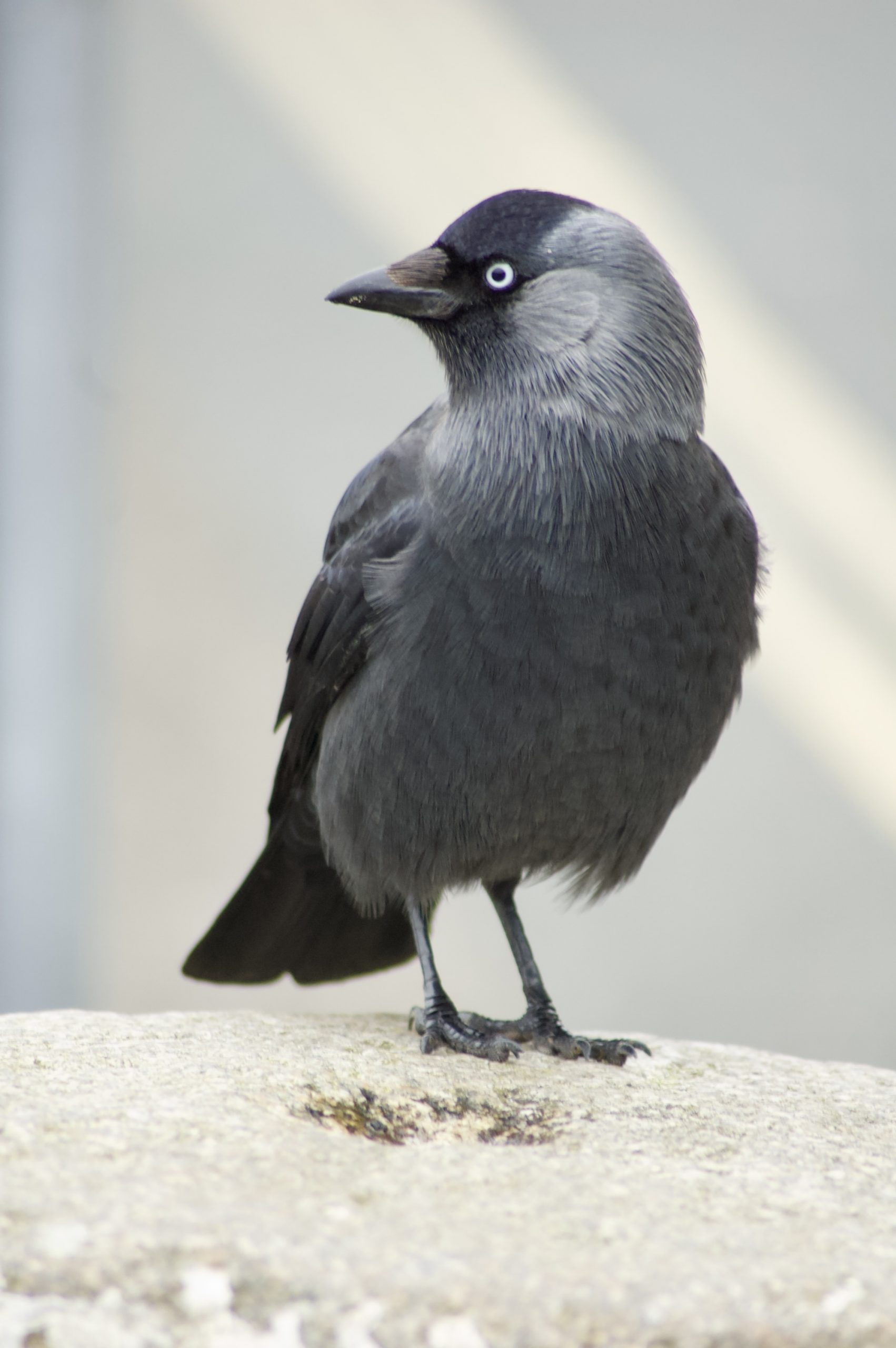 Jackdaw