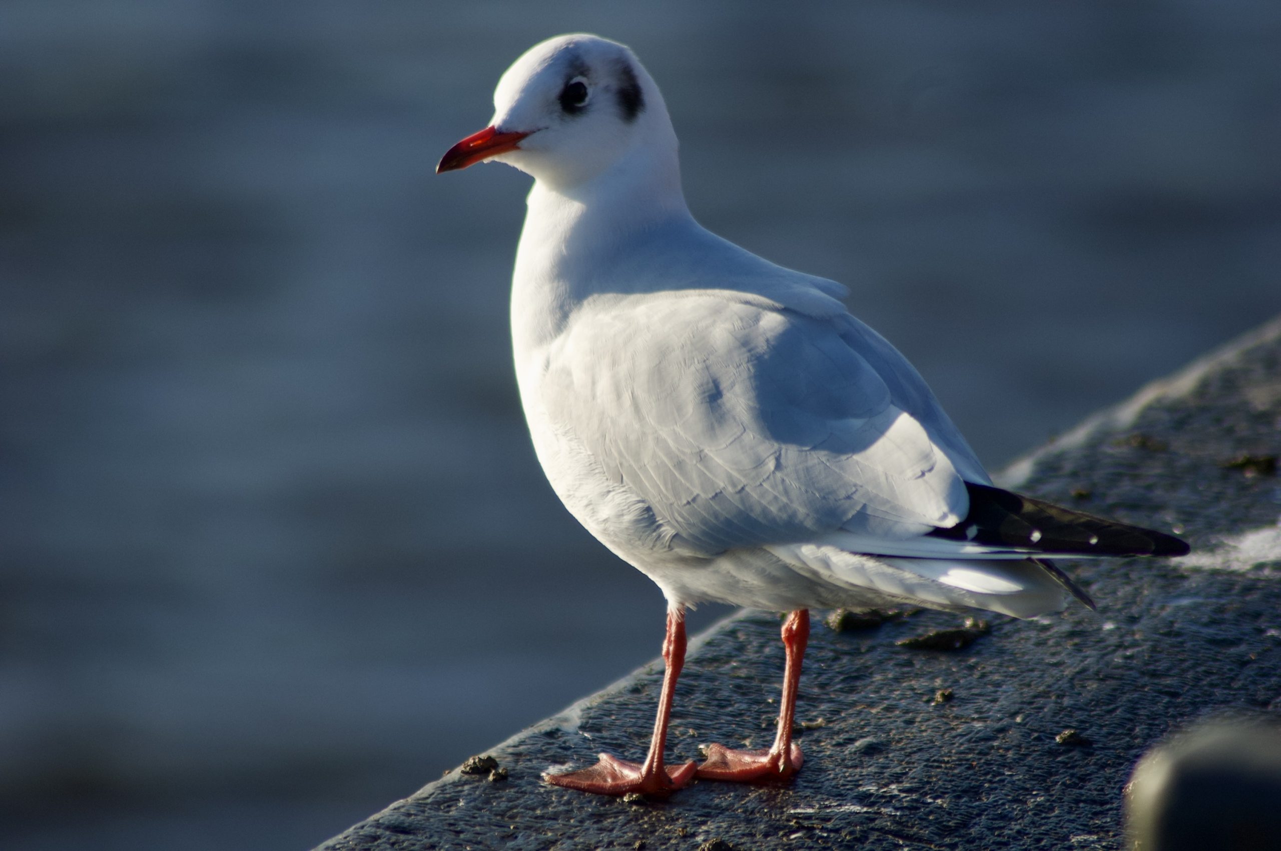 Black-headed Gull